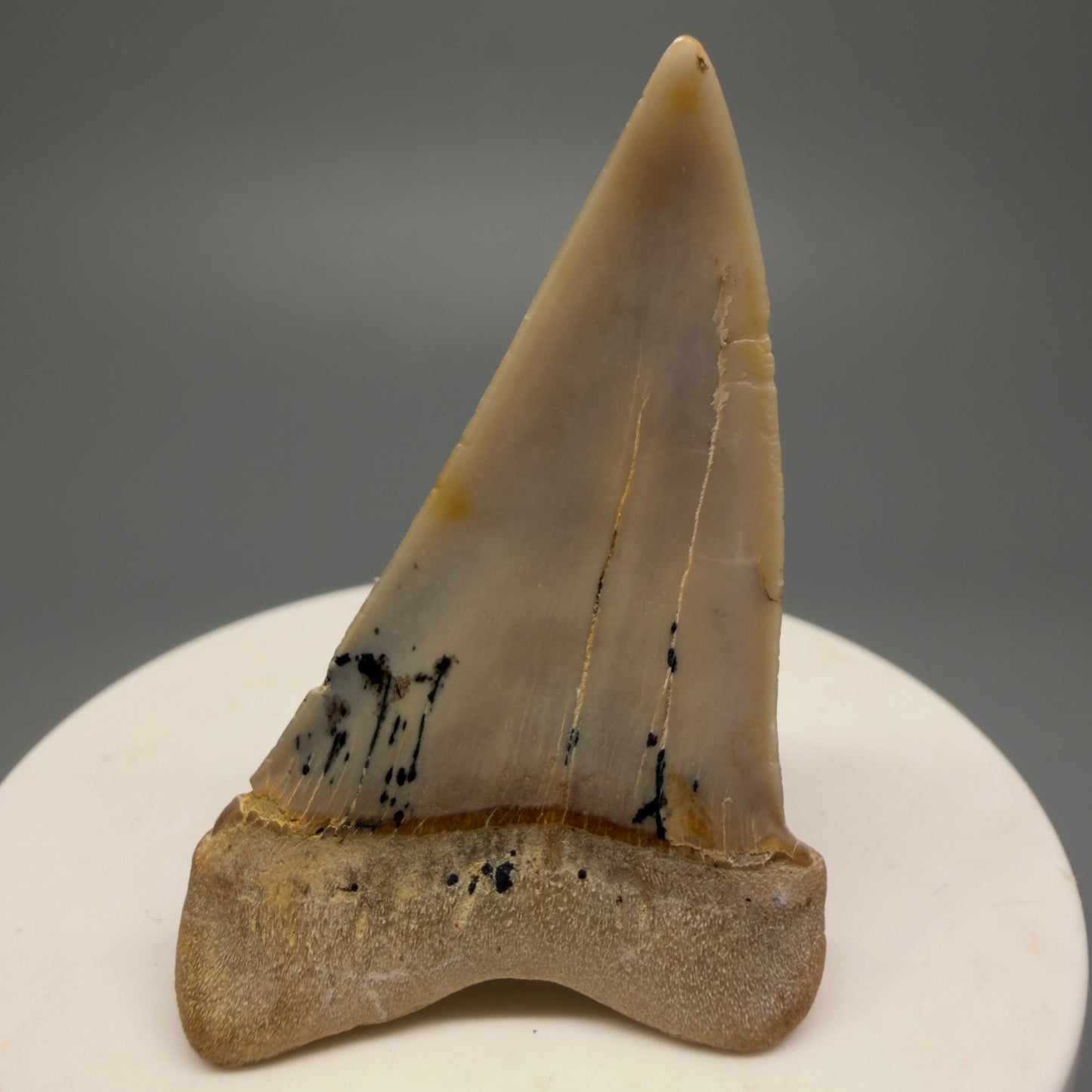 Beautiful colors and prints 2.15" Fossil Extinct Mako - Isurus hastalis Shark Tooth - Bakersfield, CA M589 - Back