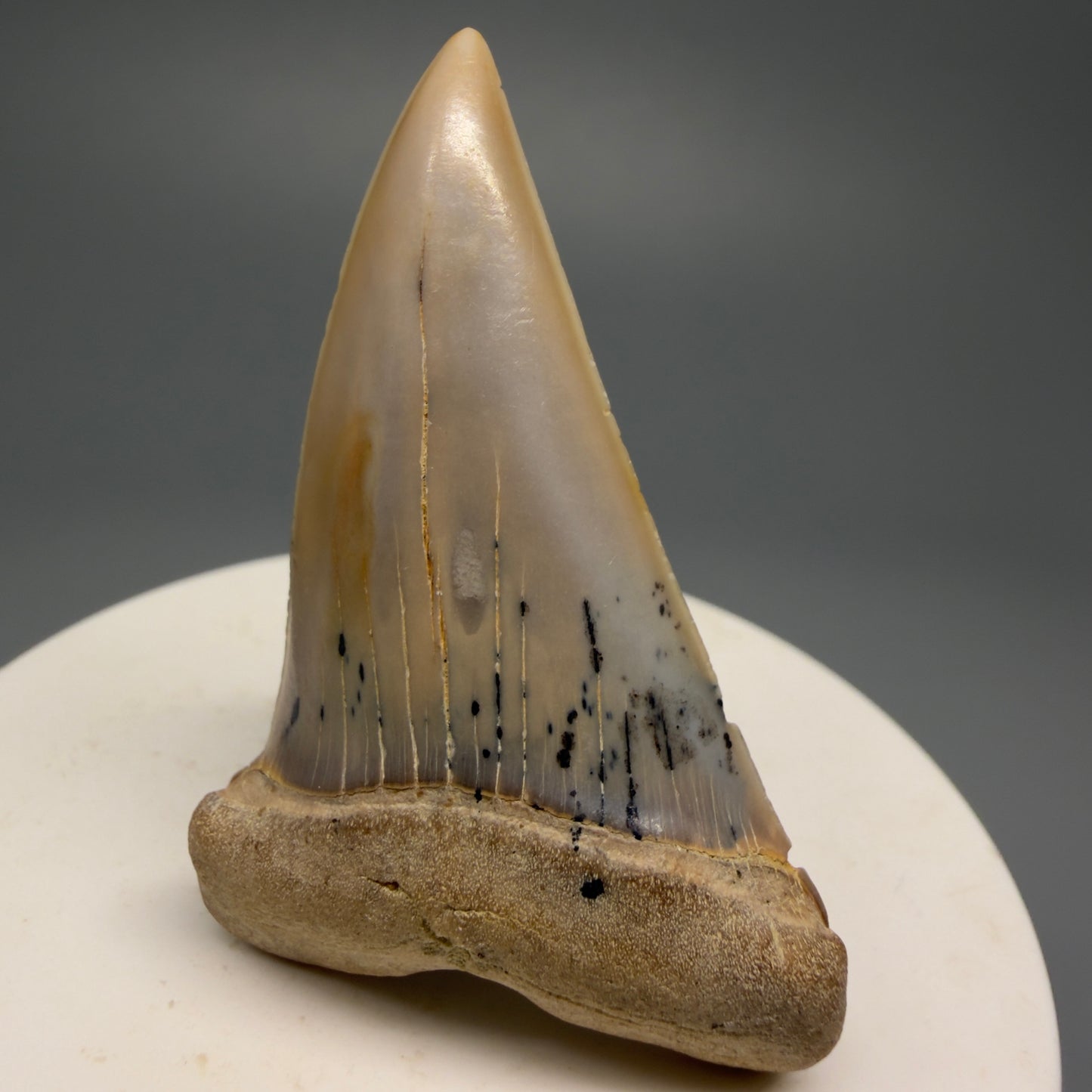 Beautiful colors and prints 2.15" Fossil Extinct Mako - Isurus hastalis Shark Tooth - Bakersfield, CA M589 - Front Right