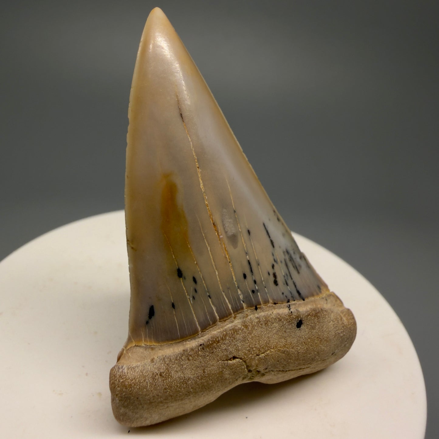 Beautiful colors and prints 2.15" Fossil Extinct Mako - Isurus hastalis Shark Tooth - Bakersfield, CA M589 - Front Left