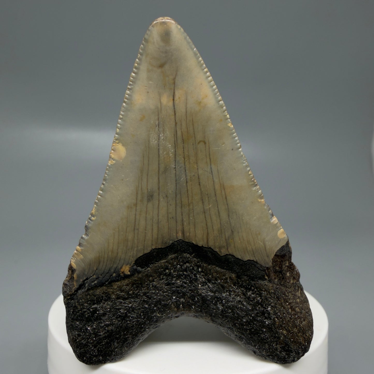 Back View Colorful 2.62" Fossil Megalodon Tooth - Authentic Carcharocles megalodon Fossil from North Carolina CM6184