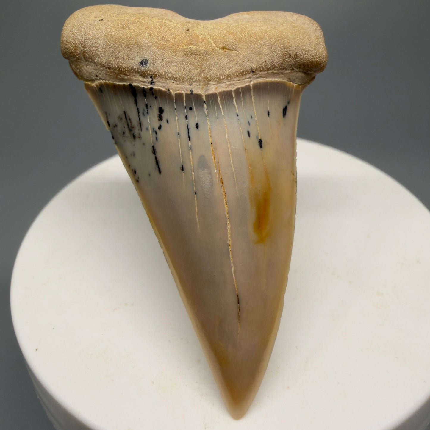 Beautiful colors and prints 2.15" Fossil Extinct Mako - Isurus hastalis Shark Tooth - Bakersfield, CA M589 - Front 2