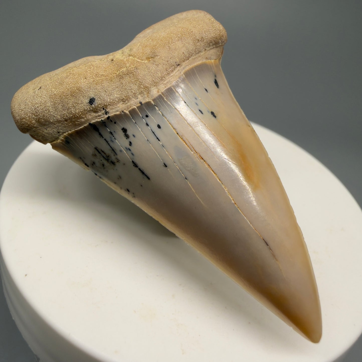 Beautiful colors and prints 2.15" Fossil Extinct Mako - Isurus hastalis Shark Tooth - Bakersfield, CA M589 - Front Left 1