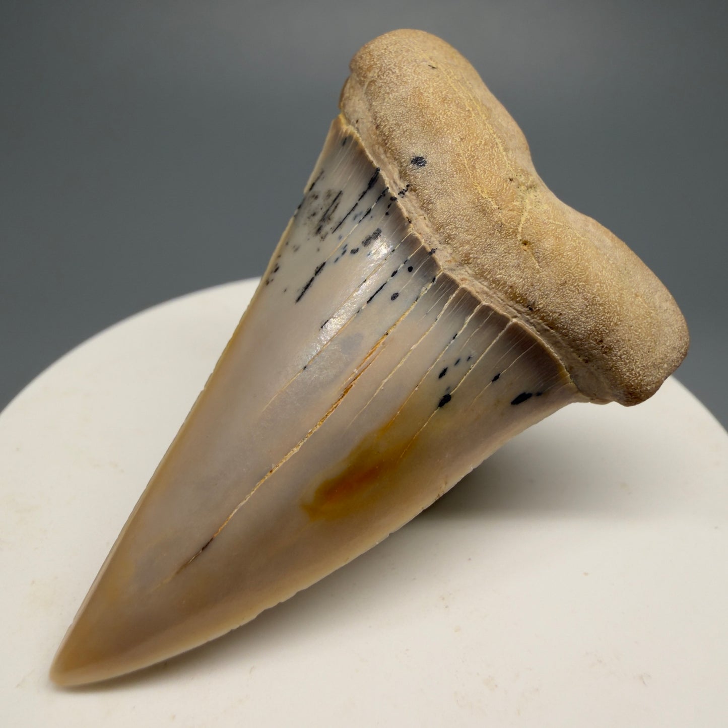 Beautiful colors and prints 2.15" Fossil Extinct Mako - Isurus hastalis Shark Tooth - Bakersfield, CA M589 - Front Right 1