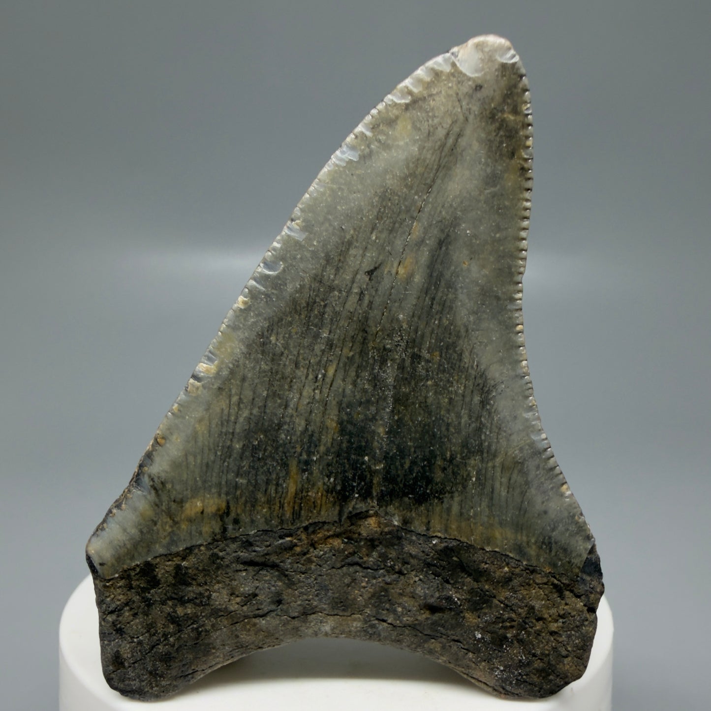 Back View Colorful 2.78" Fossil Megalodon Tooth - Authentic Carcharocles megalodon Fossil from North Carolina CM6185