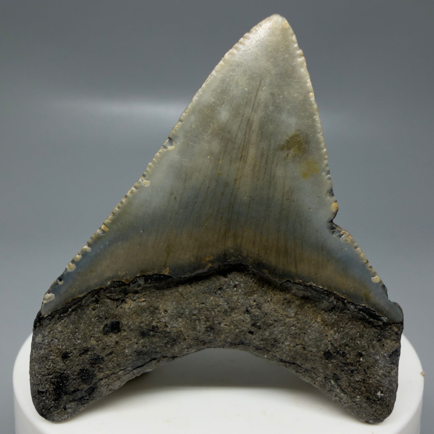 Back View Colorful lateral 2.30" Fossil Megalodon Tooth - Authentic Carcharocles megalodon Fossil from North Carolina CM6182