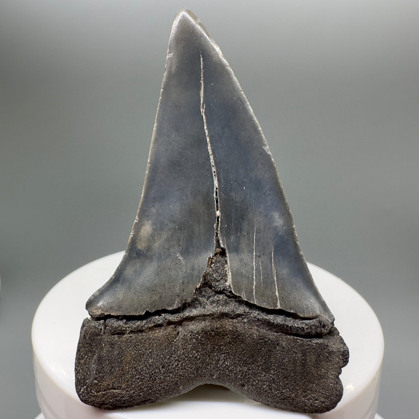 Colorful 2.43" Fossil Extinct Mako - Isurus hastalis Shark Tooth from South Carolina M552 - Back