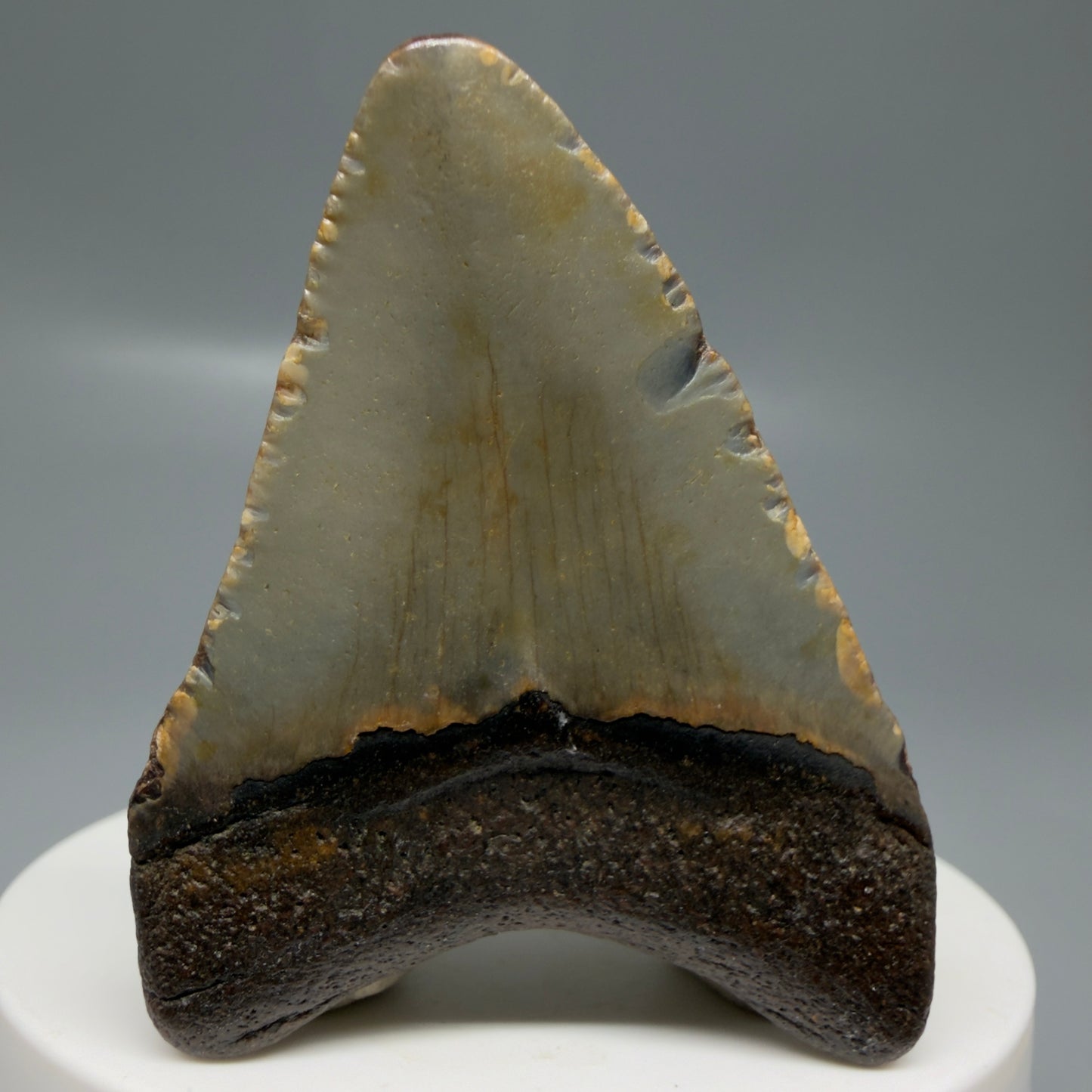 Back View Colorful 2.15" Fossil Megalodon Tooth - Authentic Carcharocles megalodon Fossil from North Carolina CM6180
