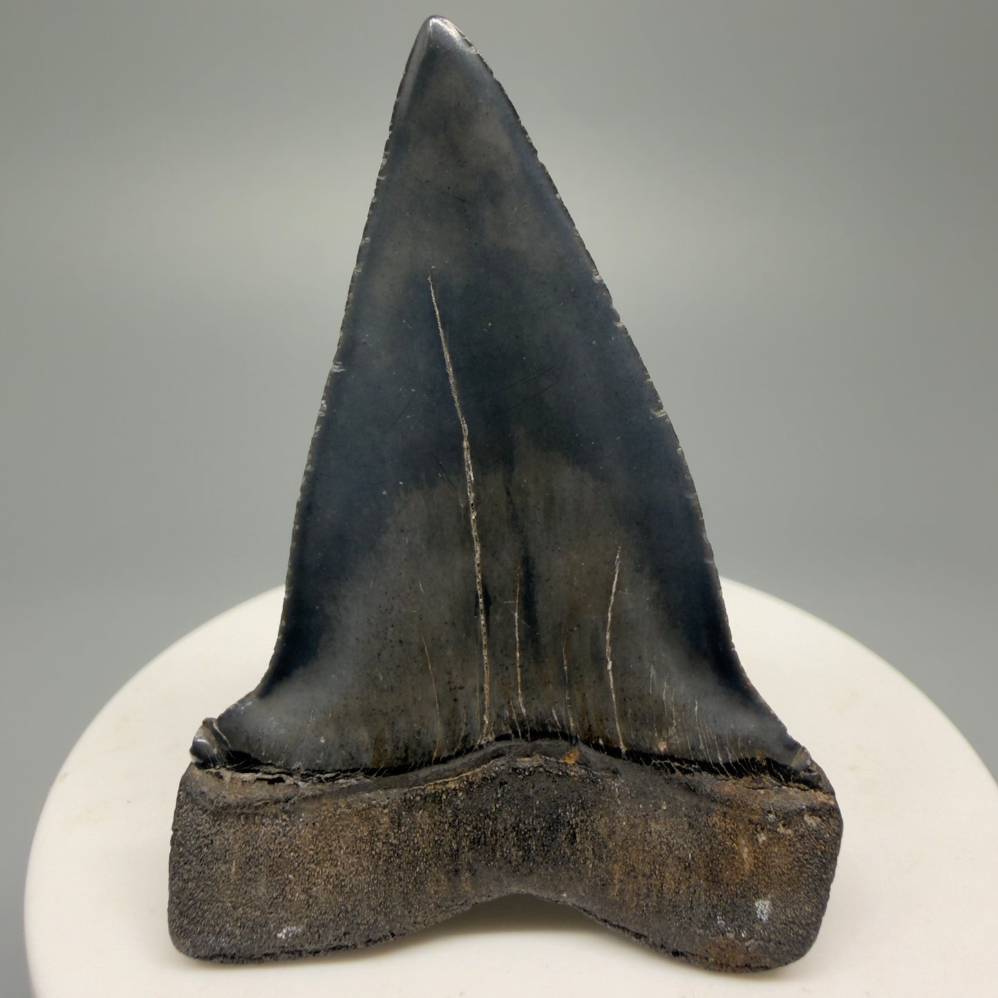 Colorful 2.32" Fossil Extinct Mako - Isurus hastalis Shark Tooth from South Carolina
