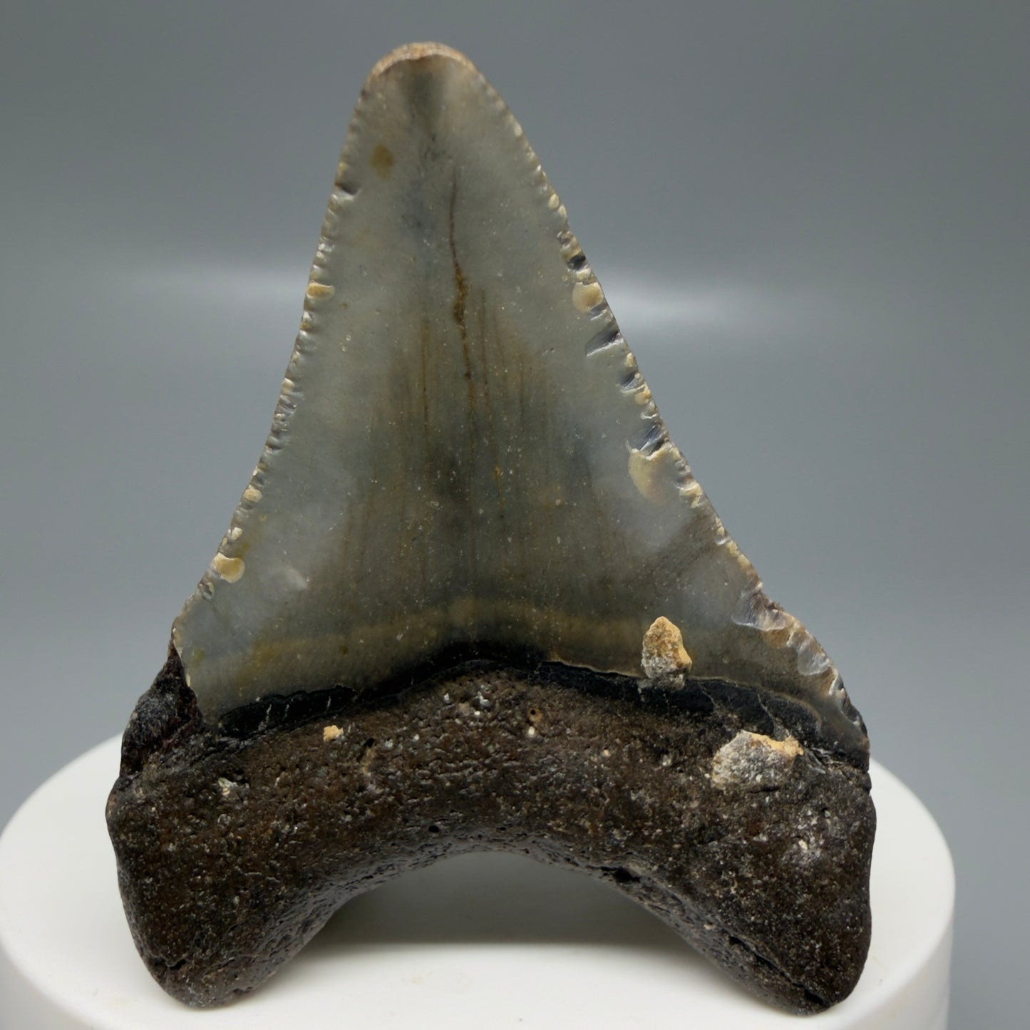 Back View Colorful 2.08" Fossil Megalodon Tooth - Authentic Carcharocles megalodon Fossil from North Carolina CM6178