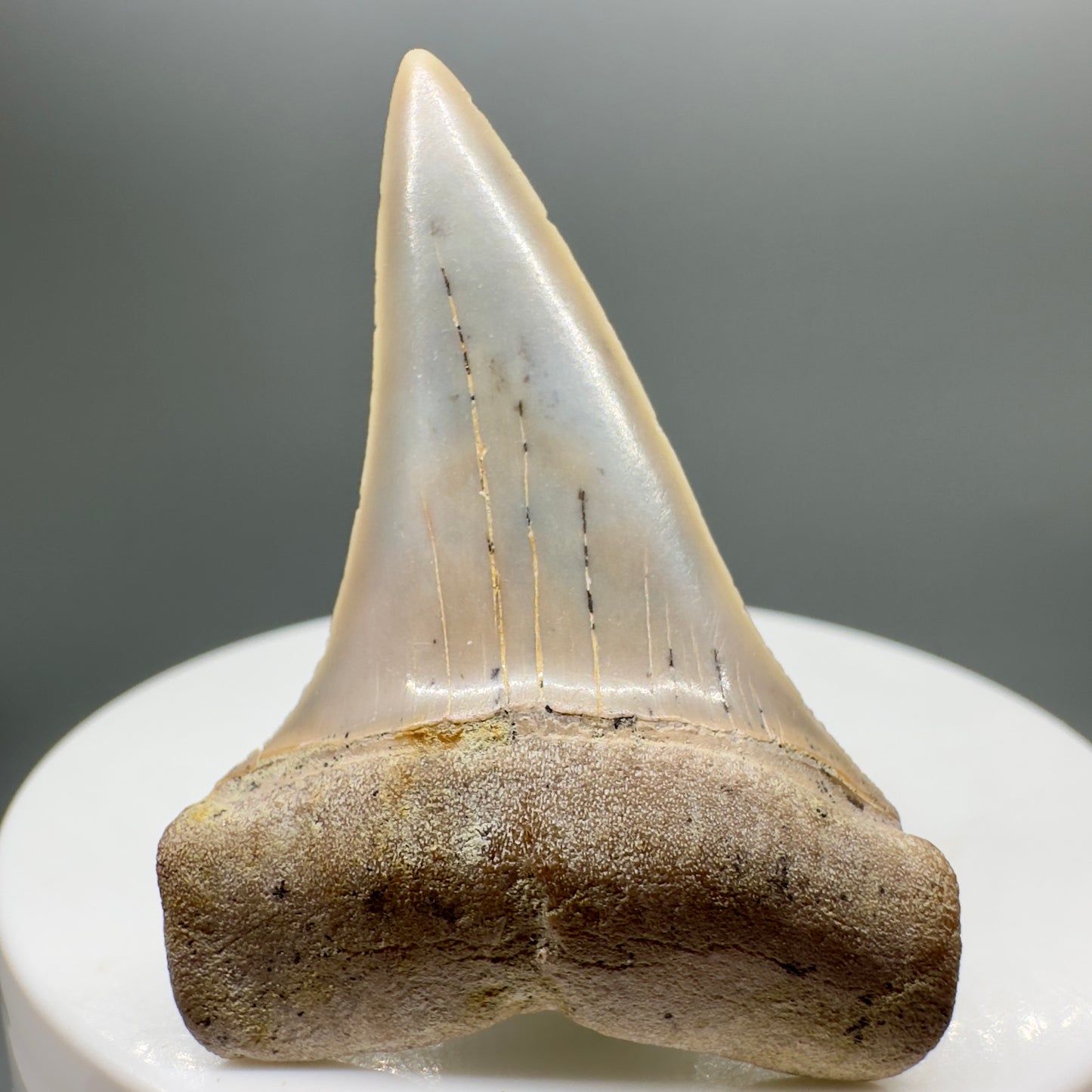 Beautiful colors and prints 1.81" Fossil Extinct Mako - Isurus hastalis Shark Tooth - Bakersfield, CA M543 - Front