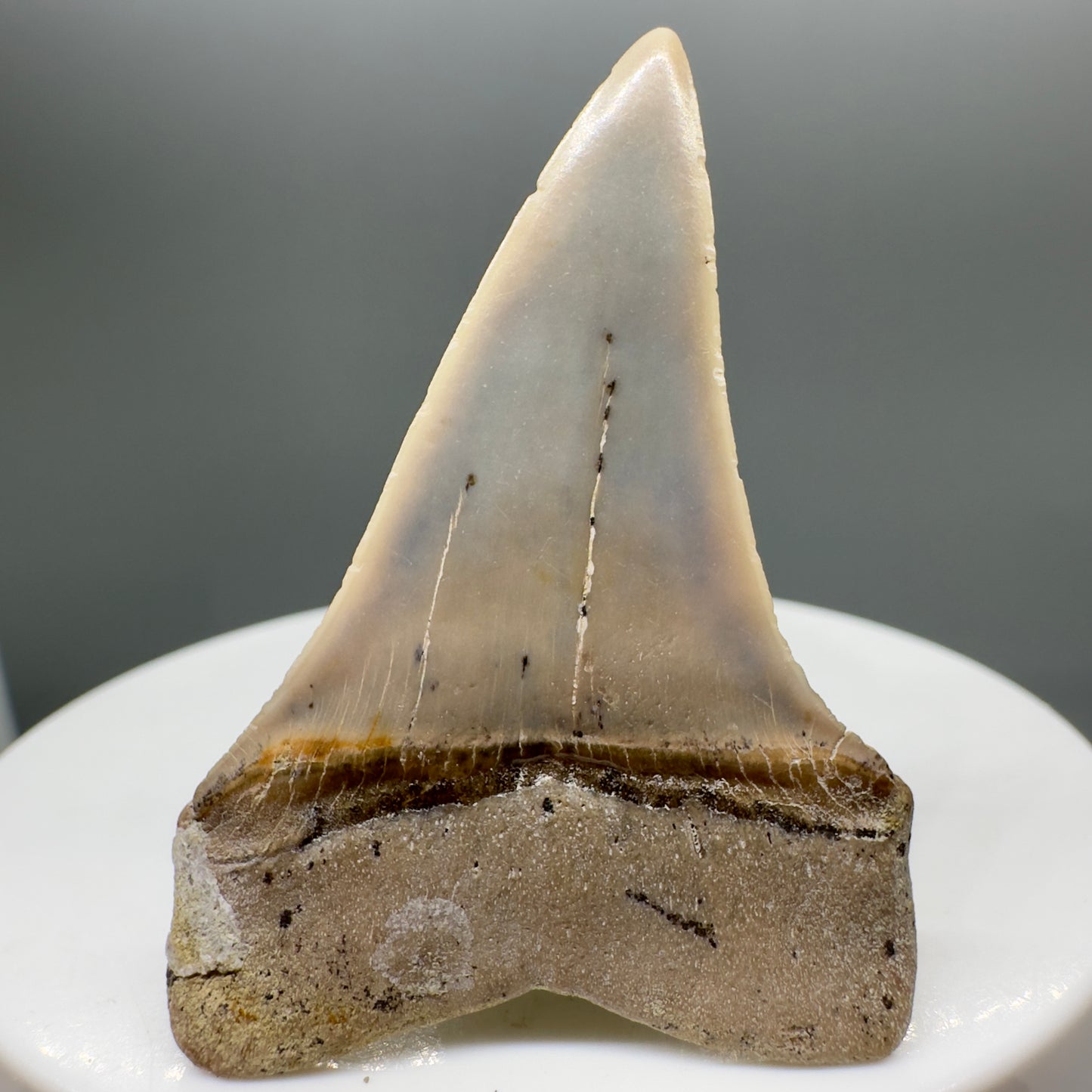 Beautiful colors and prints 1.81" Fossil Extinct Mako - Isurus hastalis Shark Tooth - Bakersfield, CA M543 - Back