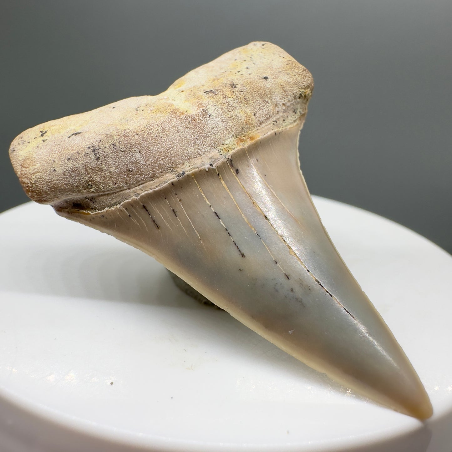 Beautiful colors and prints 1.81" Fossil Extinct Mako - Isurus hastalis Shark Tooth - Bakersfield, CA M543 - Front Left