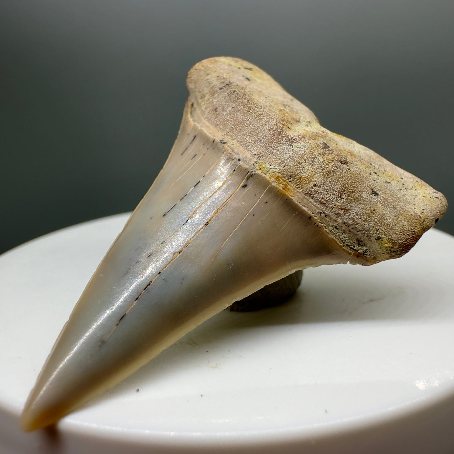 Beautiful colors and prints 1.81" Fossil Extinct Mako - Isurus hastalis Shark Tooth - Bakersfield, CA M543 - Front Right