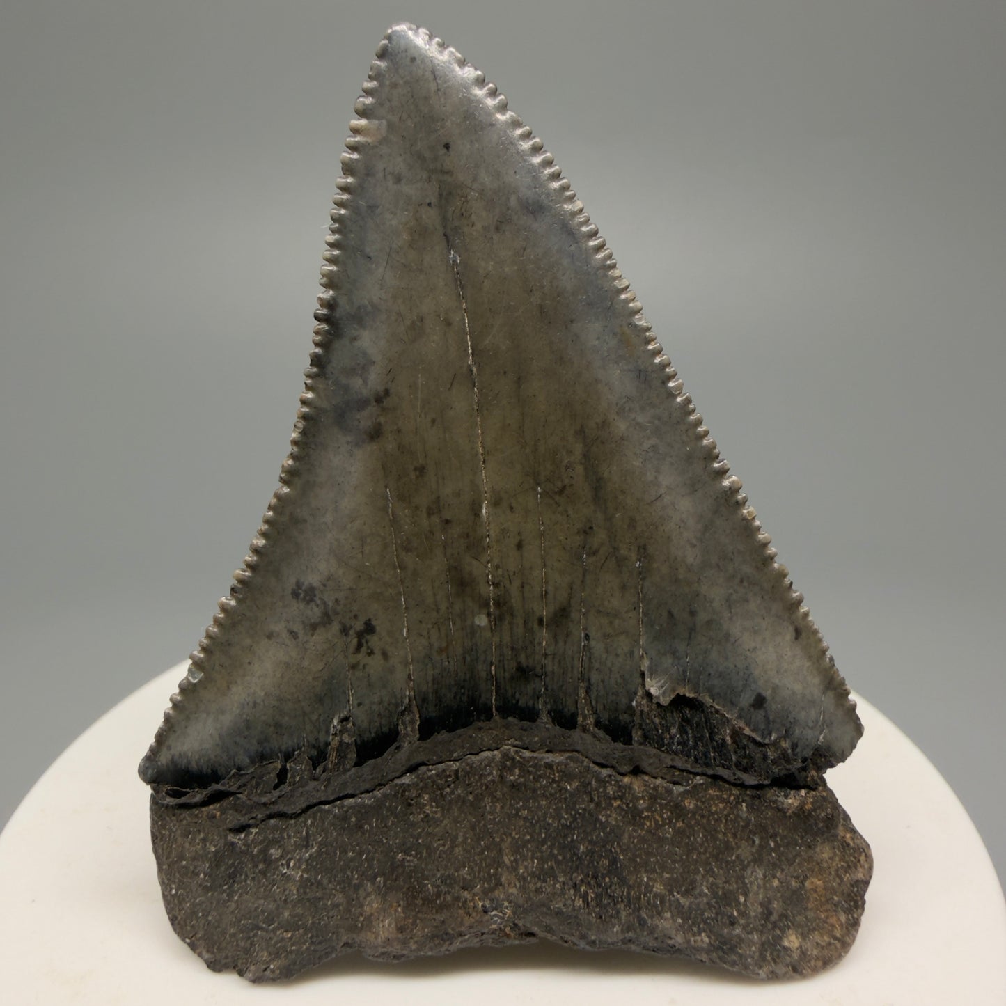 Large, sharply serrated 2.45" Fossil Great White Shark Tooth - South Carolina GW1232 - Back