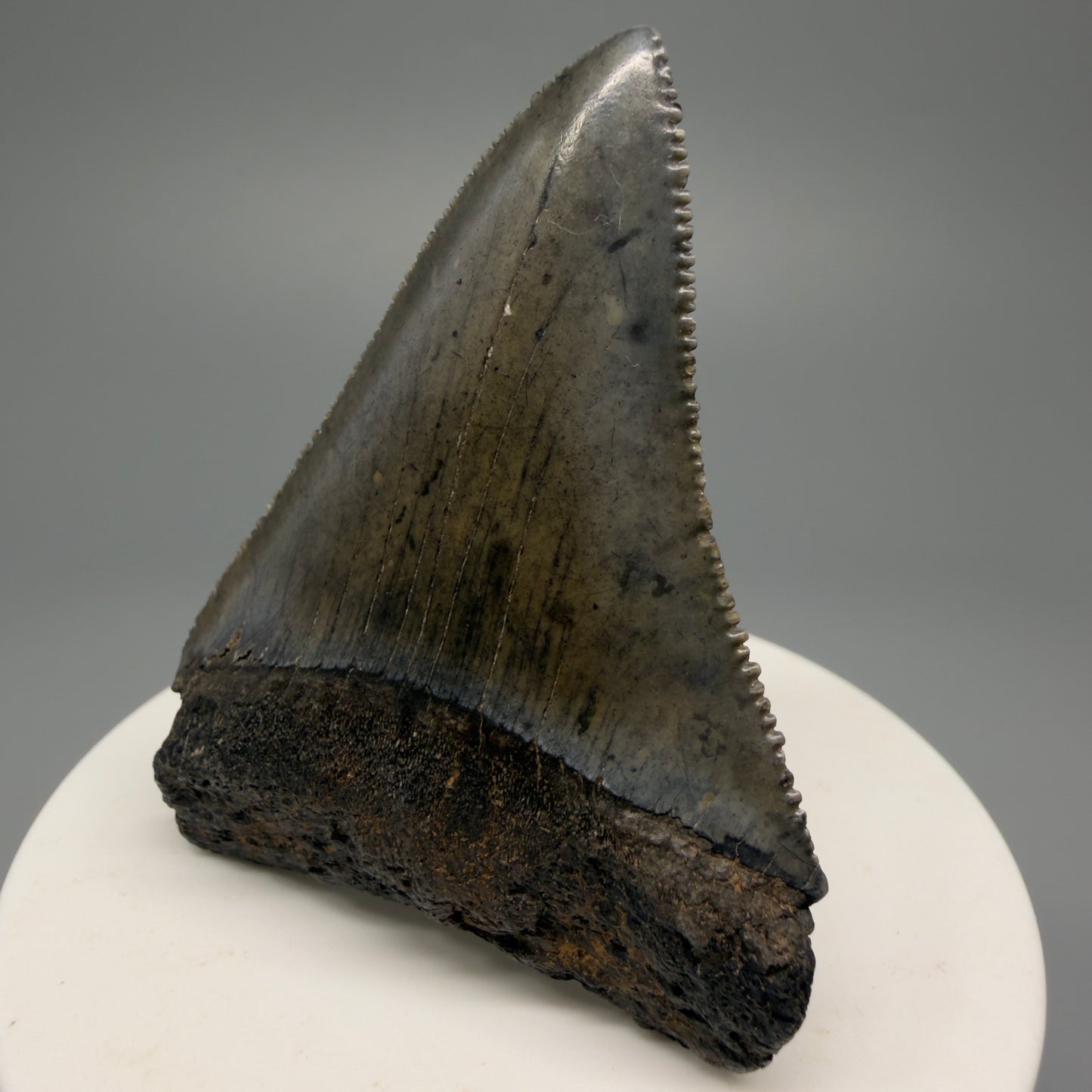 Large, sharply serrated 2.45" Fossil Great White Shark Tooth - South Carolina GW1232 - Front Right