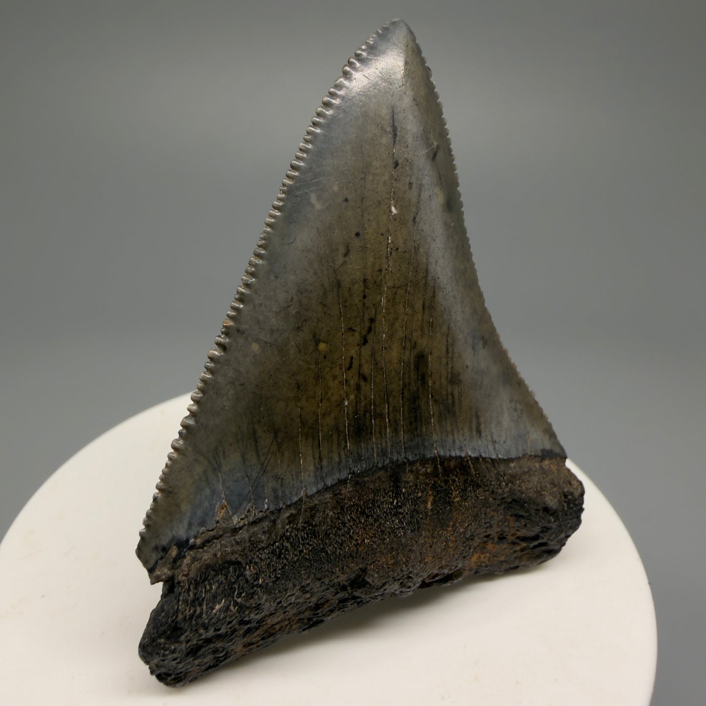 Large, sharply serrated 2.45" Fossil Great White Shark Tooth - South Carolina GW1232 - Front Right