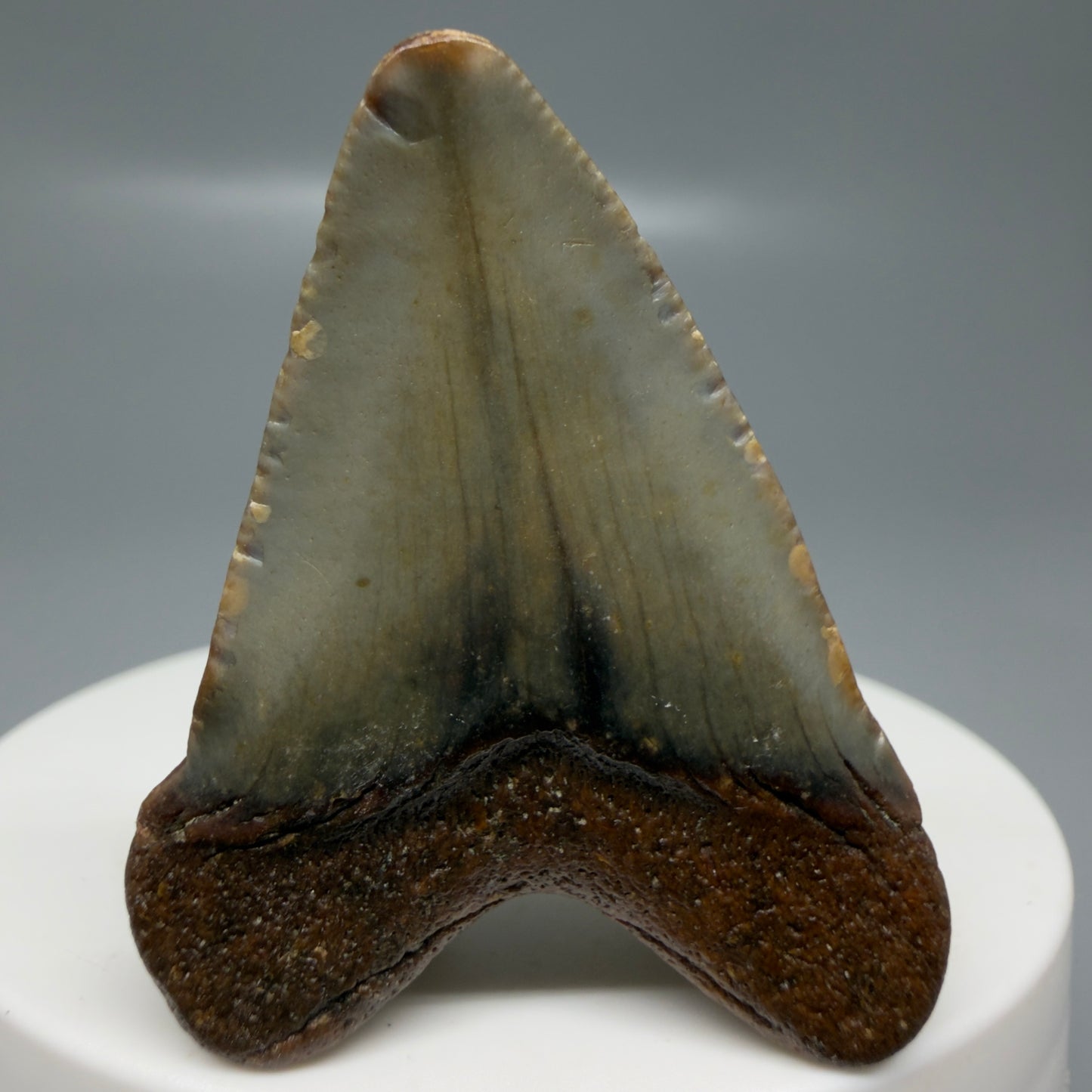 Back View Colorful, heart-shaped 1.77" Fossil Megalodon Tooth - Authentic Carcharocles megalodon Fossil from North Carolina CM6176