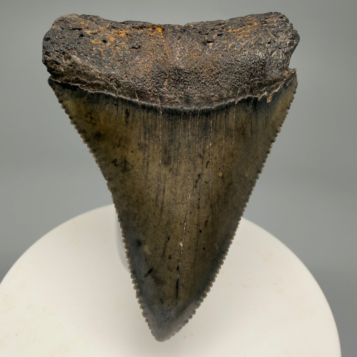 Large, sharply serrated 2.45" Fossil Great White Shark Tooth - South Carolina GW1232 - Front 1