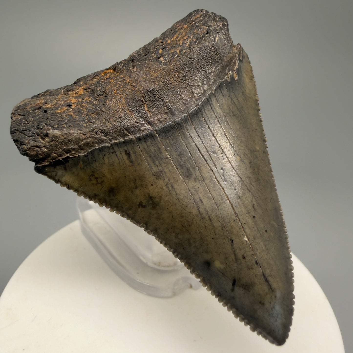 Large, sharply serrated 2.45" Fossil Great White Shark Tooth - South Carolina GW1232 - Front Left 1