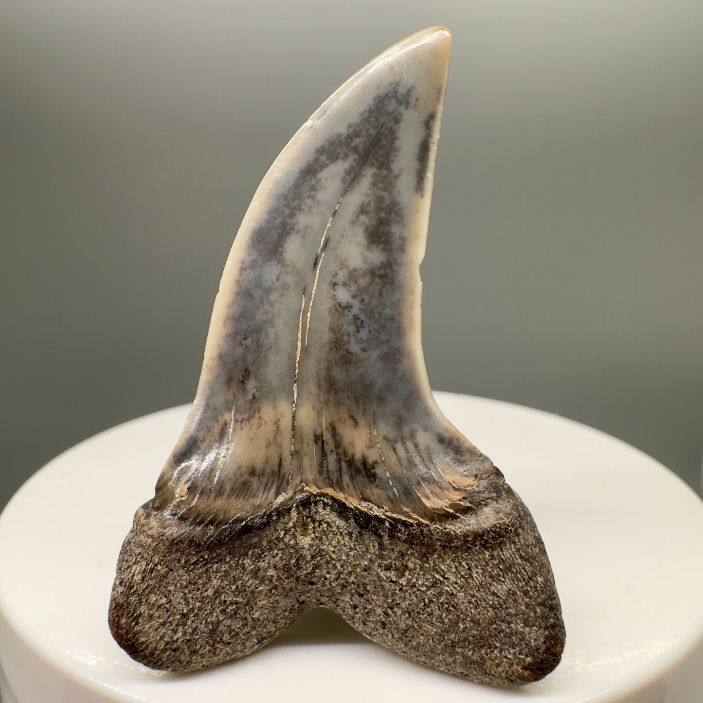 Colorful 1.83" Fossil Extinct Hooked-Tooth Mako - Isurus planus Shark Tooth from Bakersfield, CA M542 - Back