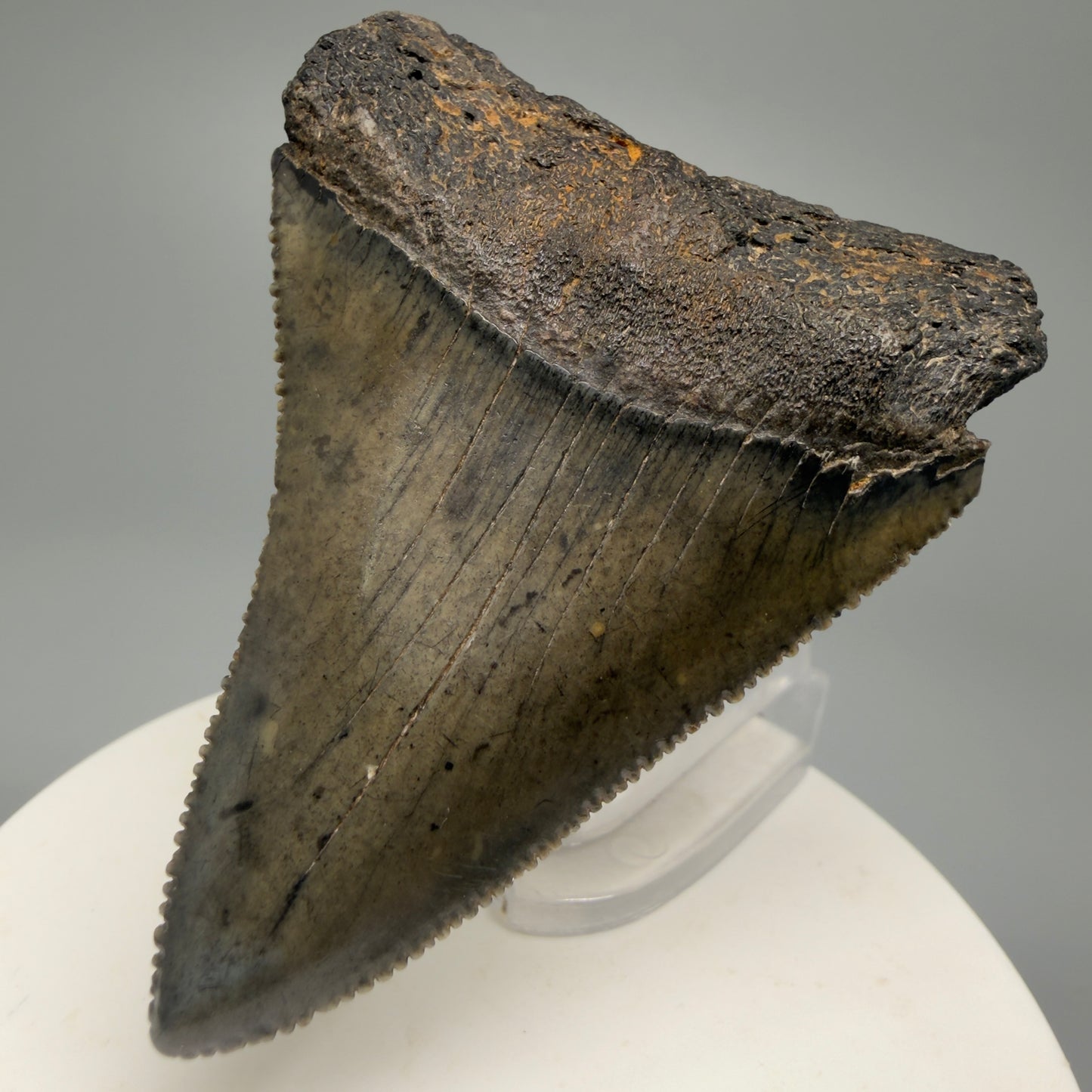 Large, sharply serrated 2.45" Fossil Great White Shark Tooth - South Carolina GW1232 - Front Right 1