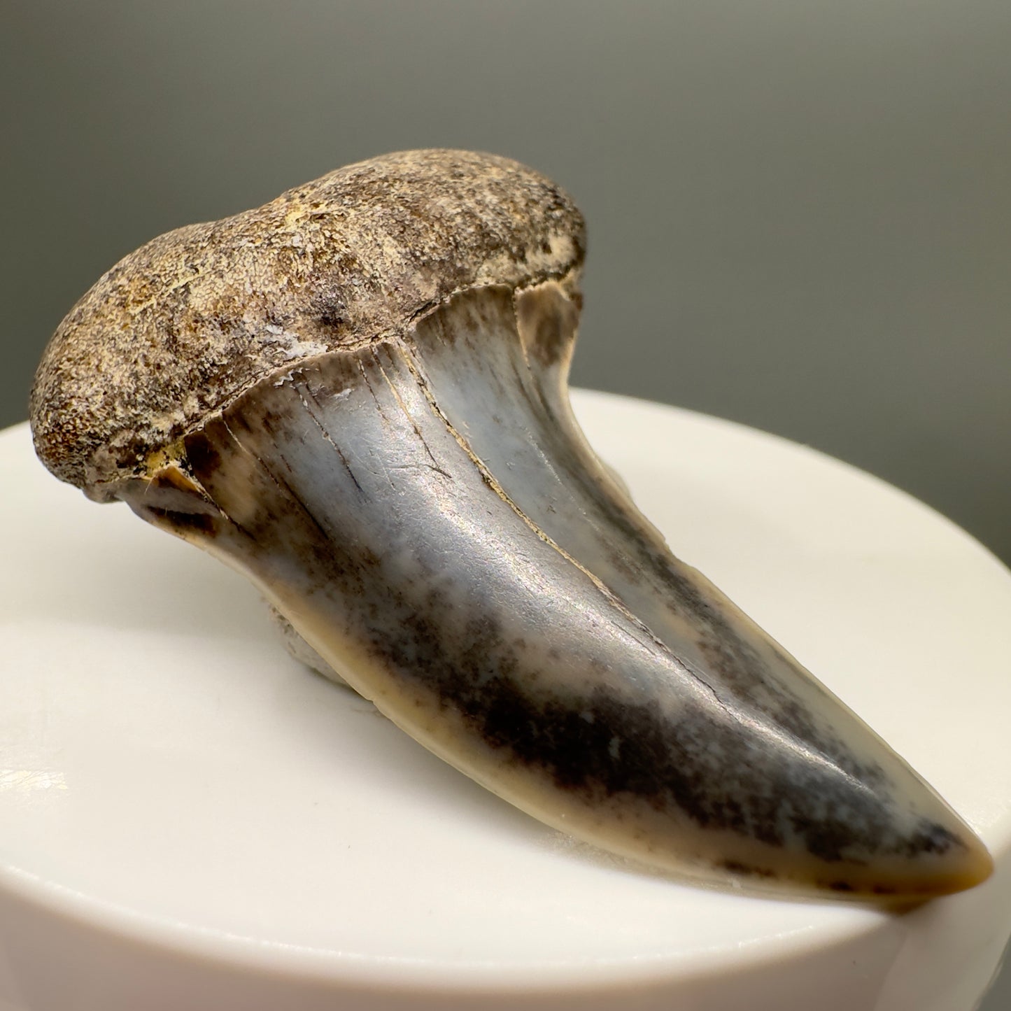 Colorful 1.83" Fossil Extinct Hooked-Tooth Mako - Isurus planus Shark Tooth from Bakersfield, CA M542 - Front Left