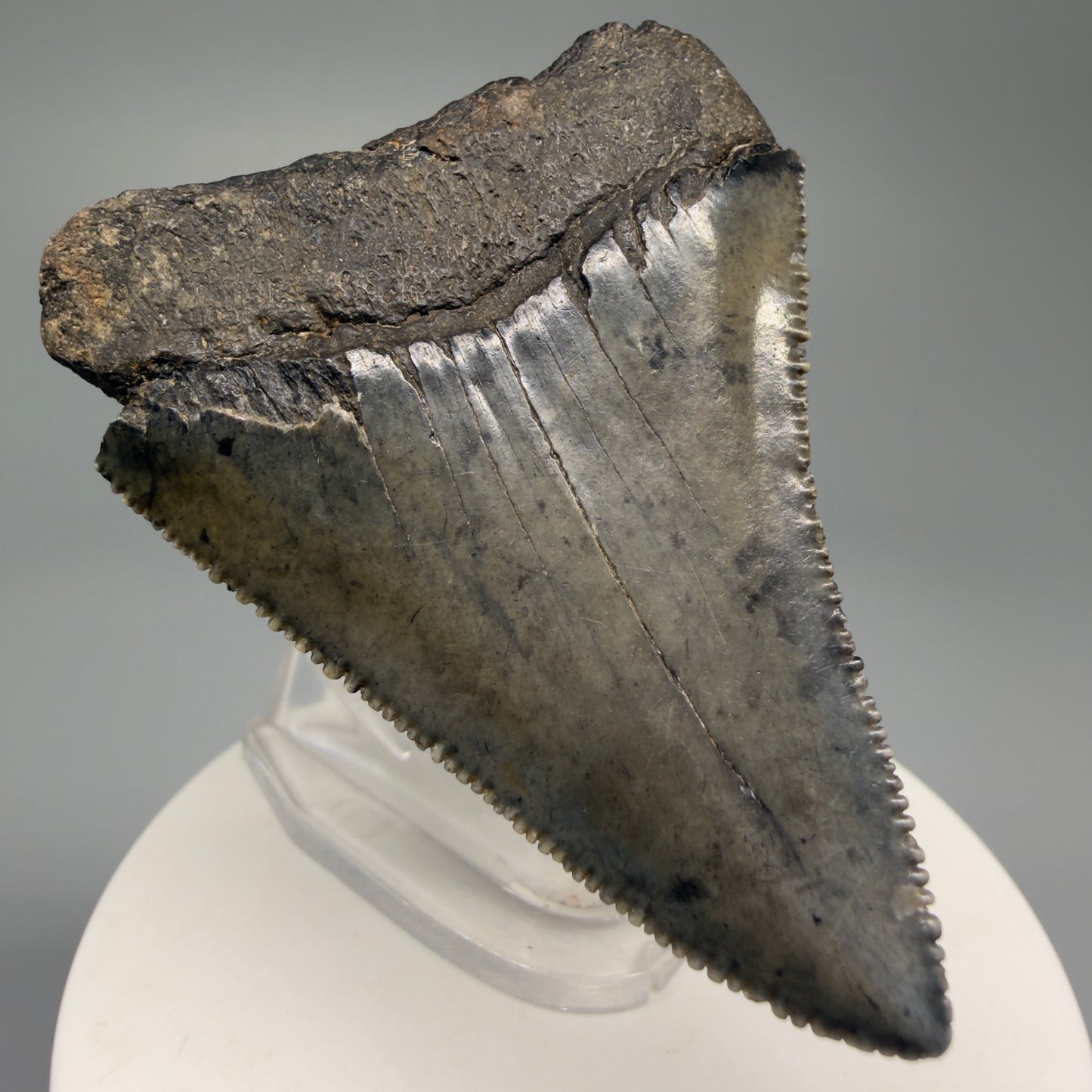 Large, sharply serrated 2.45" Fossil Great White Shark Tooth - South Carolina GW1232 - Back Left