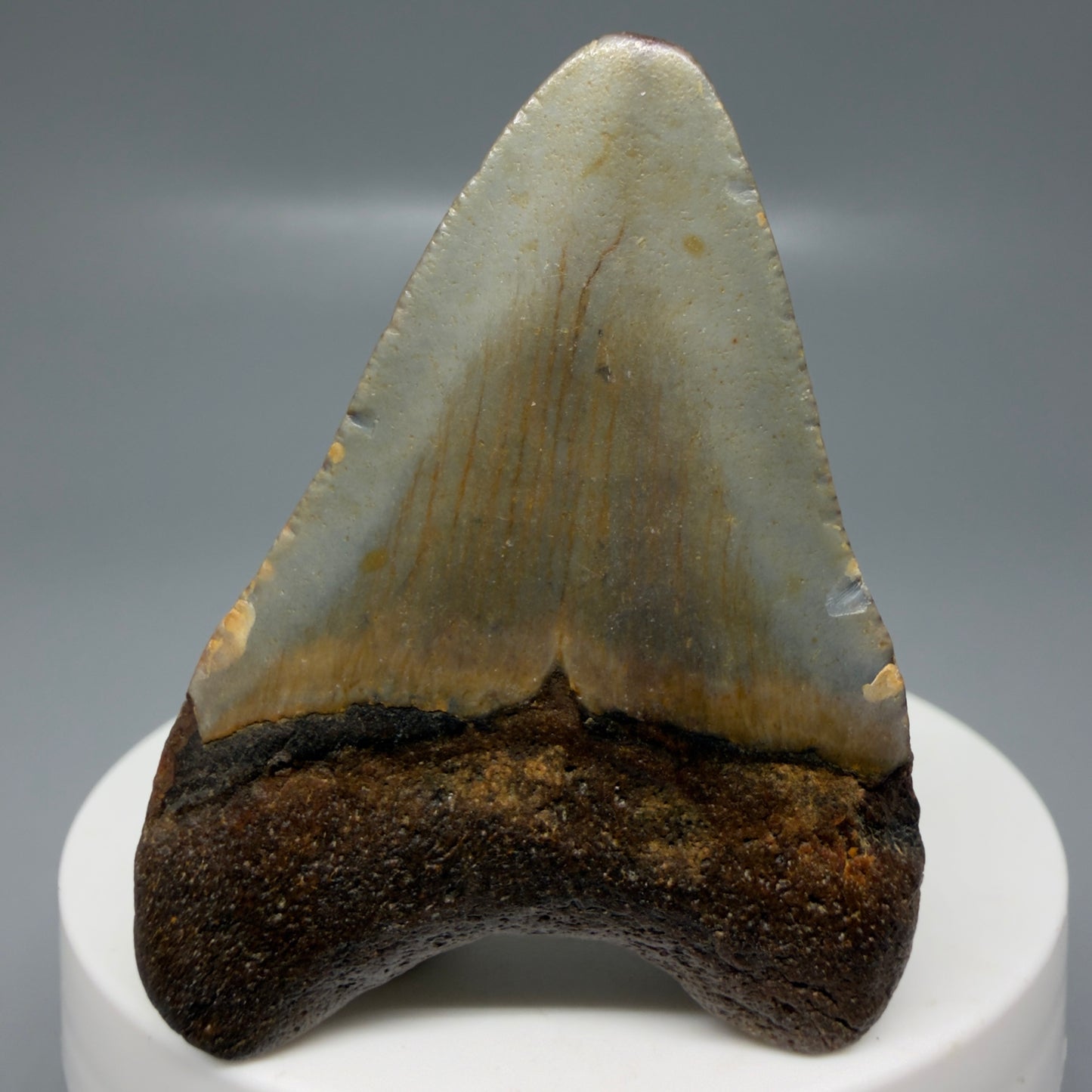 Back View Colorful 2.13" Fossil Megalodon Tooth - Authentic Carcharocles megalodon Fossil from North Carolina CM6179