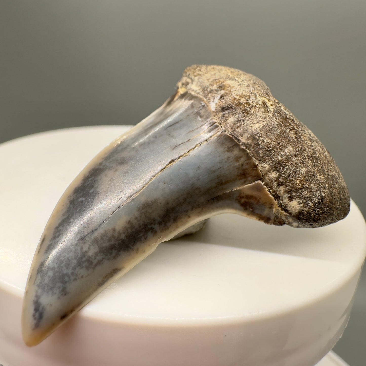 Colorful 1.83" Fossil Extinct Hooked-Tooth Mako - Isurus planus Shark Tooth from Bakersfield, CA M542 - Front Right