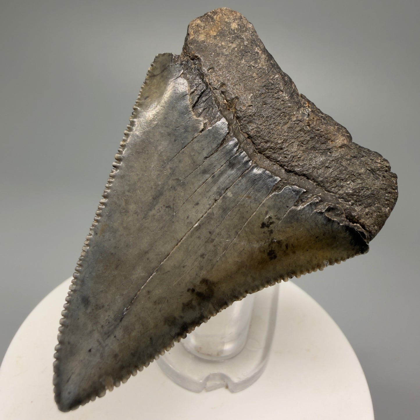 Large, sharply serrated 2.45" Fossil Great White Shark Tooth - South Carolina GW1232 - Back Right