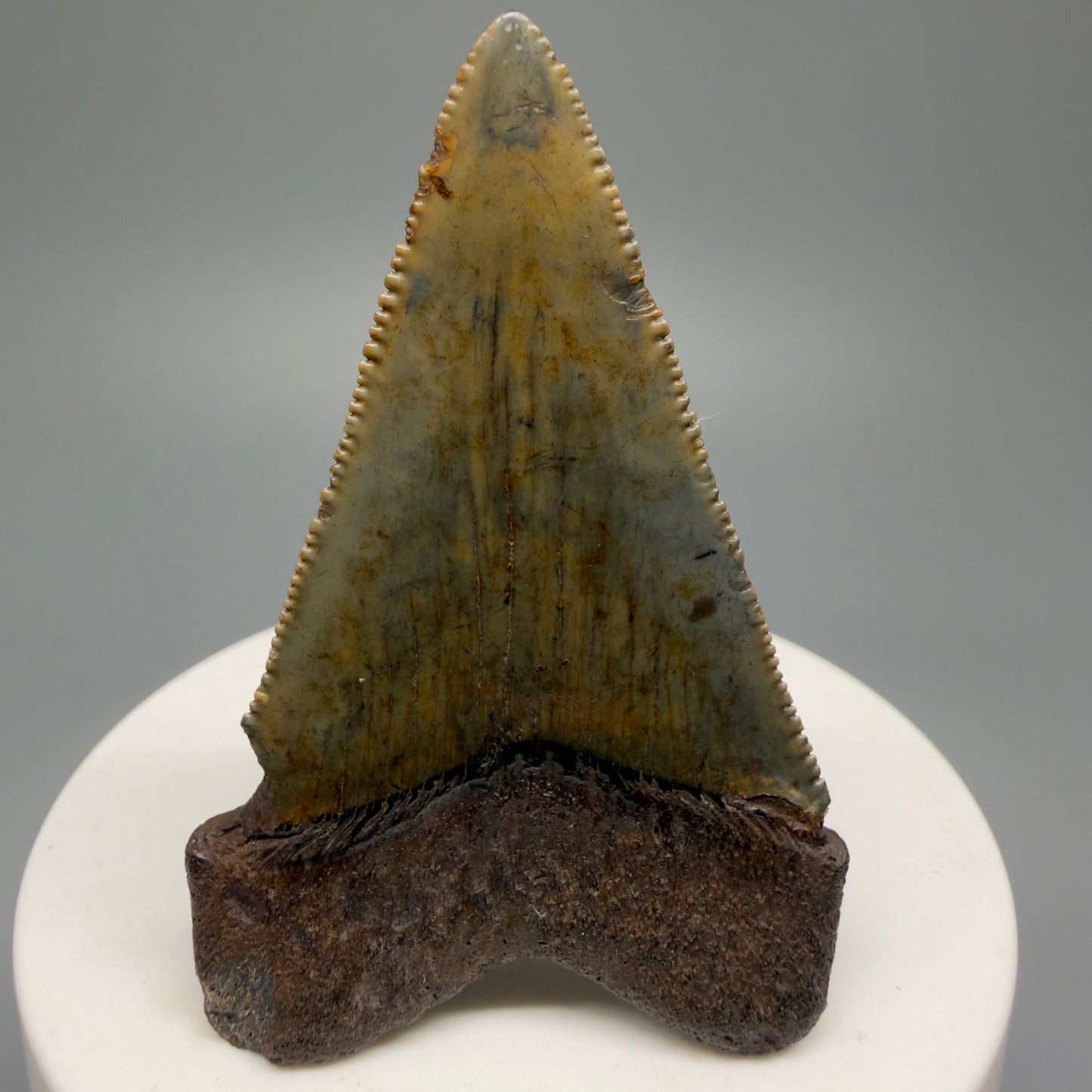 Colorful, sharply serrated 2.37" Fossil Great White Shark Tooth - South Carolina GW1231 - Back