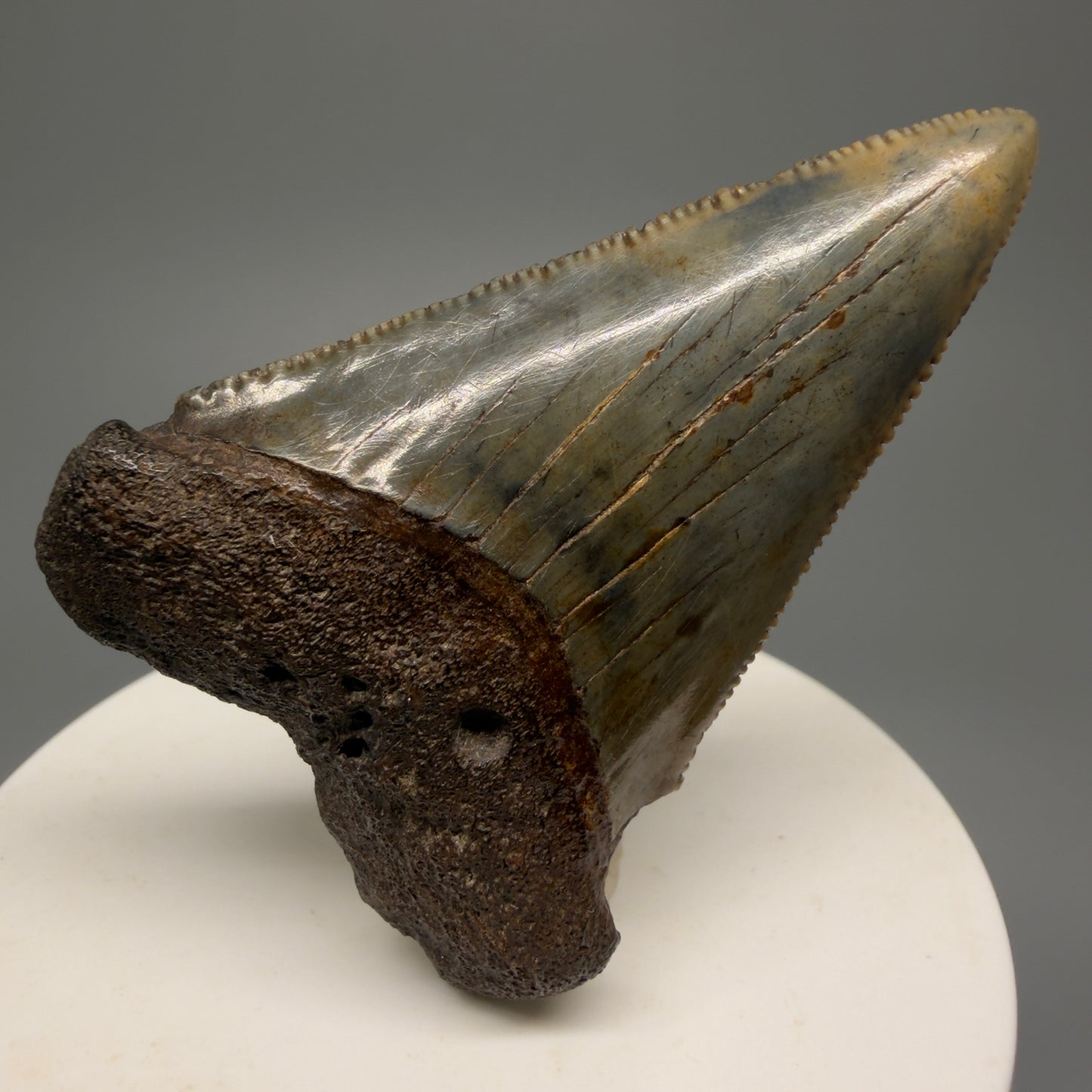 Colorful, sharply serrated 2.37" Fossil Great White Shark Tooth - South Carolina GW1231 - Front 1
