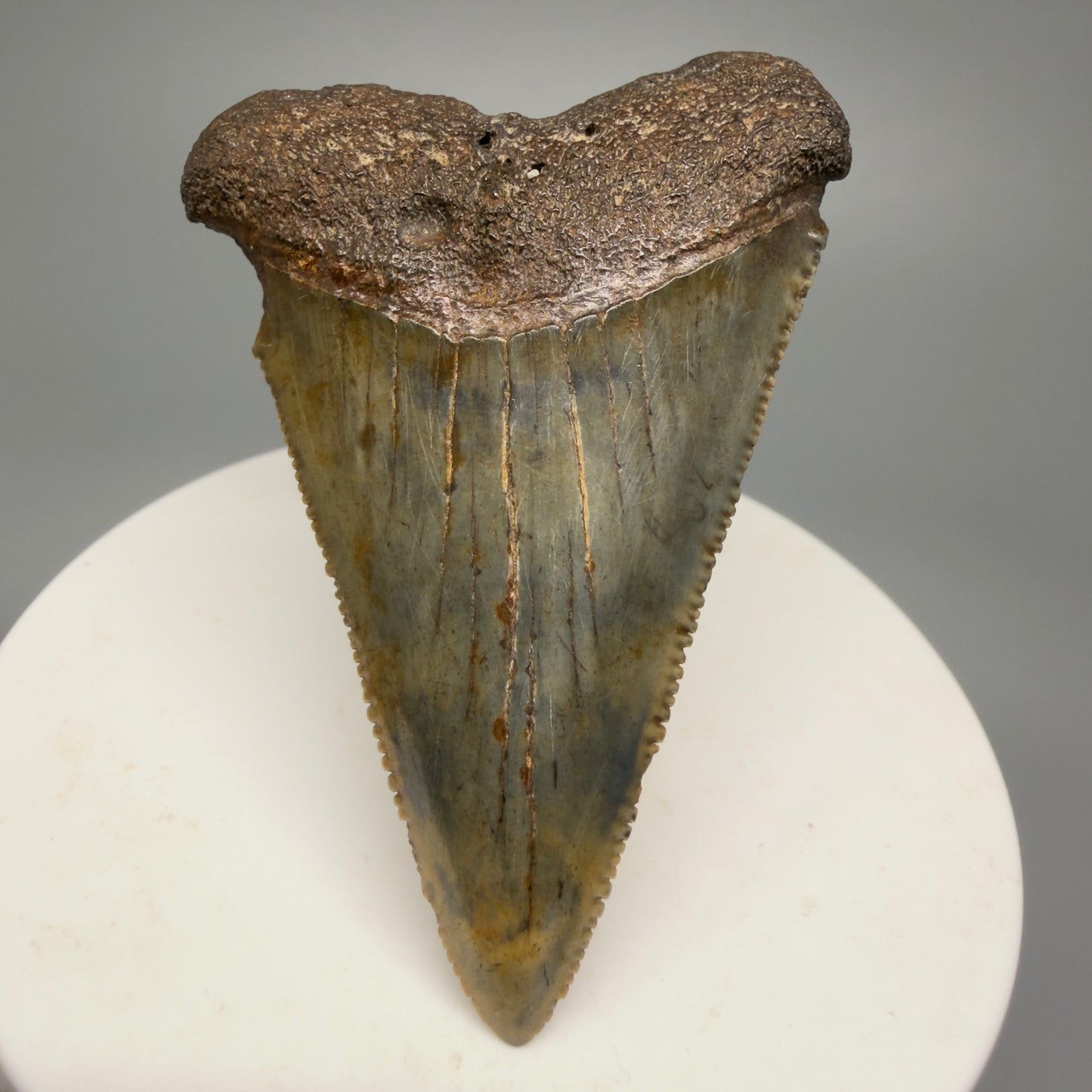 Colorful, sharply serrated 2.37" Fossil Great White Shark Tooth - South Carolina GW1231 - Front 2
