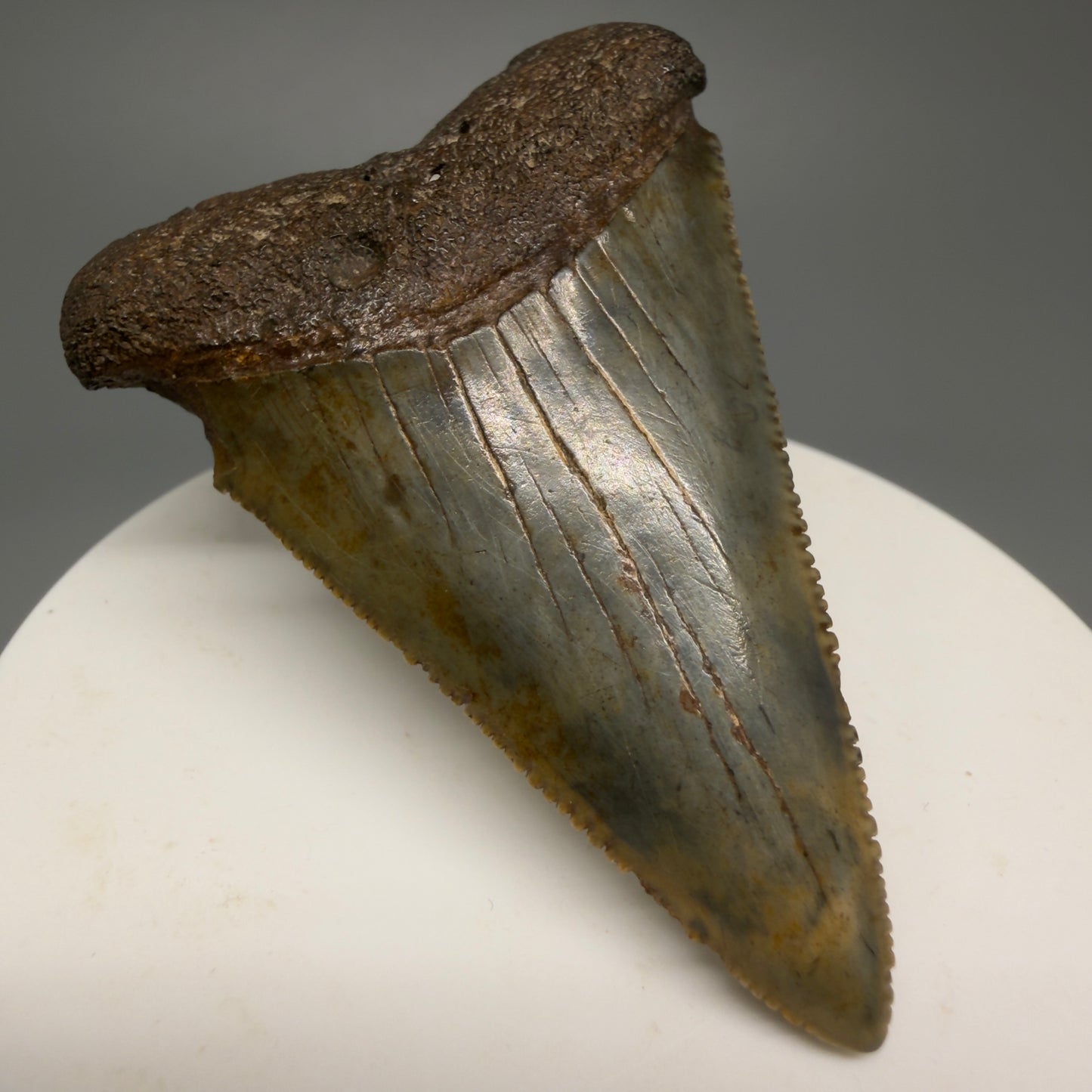 Colorful, sharply serrated 2.37" Fossil Great White Shark Tooth - South Carolina GW1231 - Front Left 1