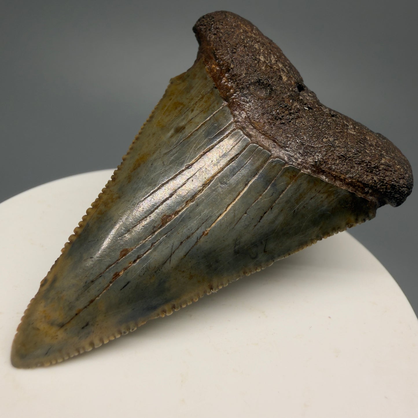 Colorful, sharply serrated 2.37" Fossil Great White Shark Tooth - South Carolina GW1231 - Front Right 1