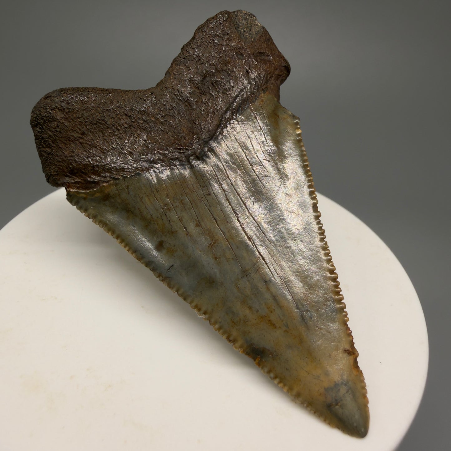 Colorful, sharply serrated 2.37" Fossil Great White Shark Tooth - South Carolina GW1231 - Back Left