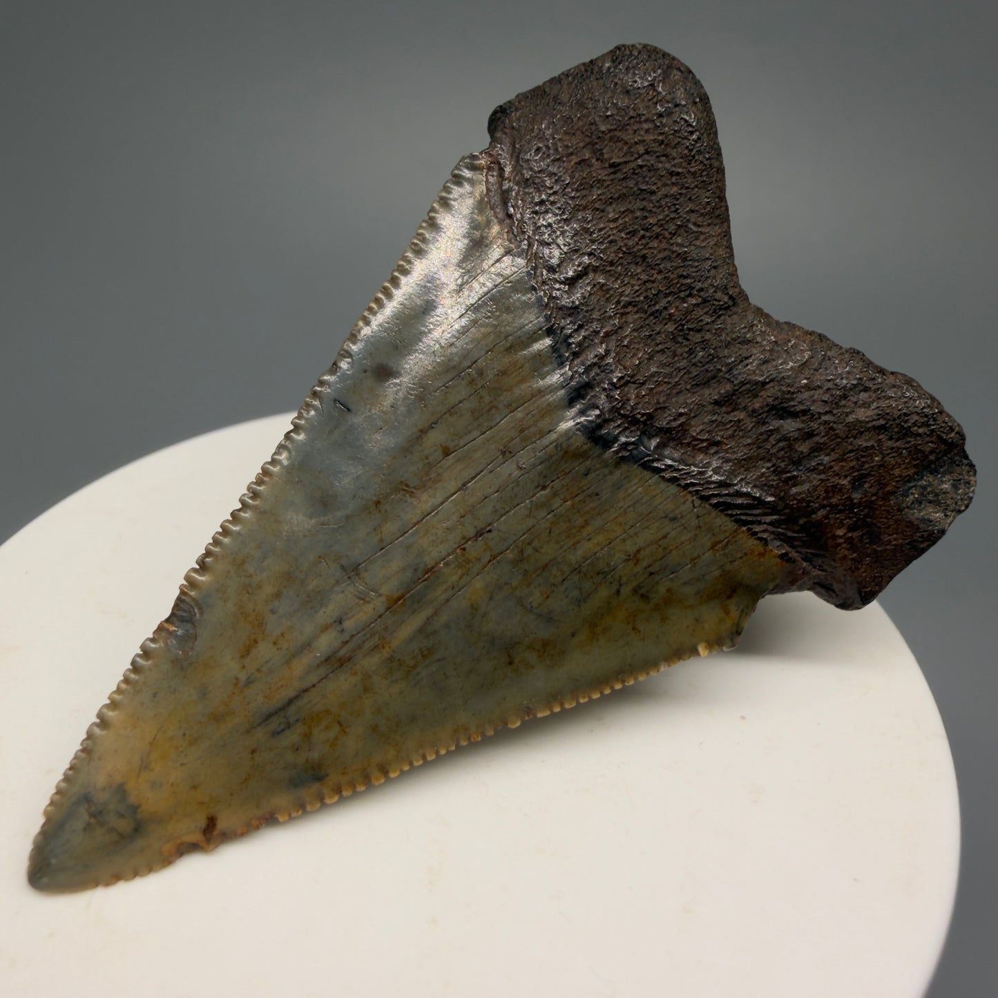 Colorful, sharply serrated 2.37" Fossil Great White Shark Tooth - South Carolina GW1231 - Back Right