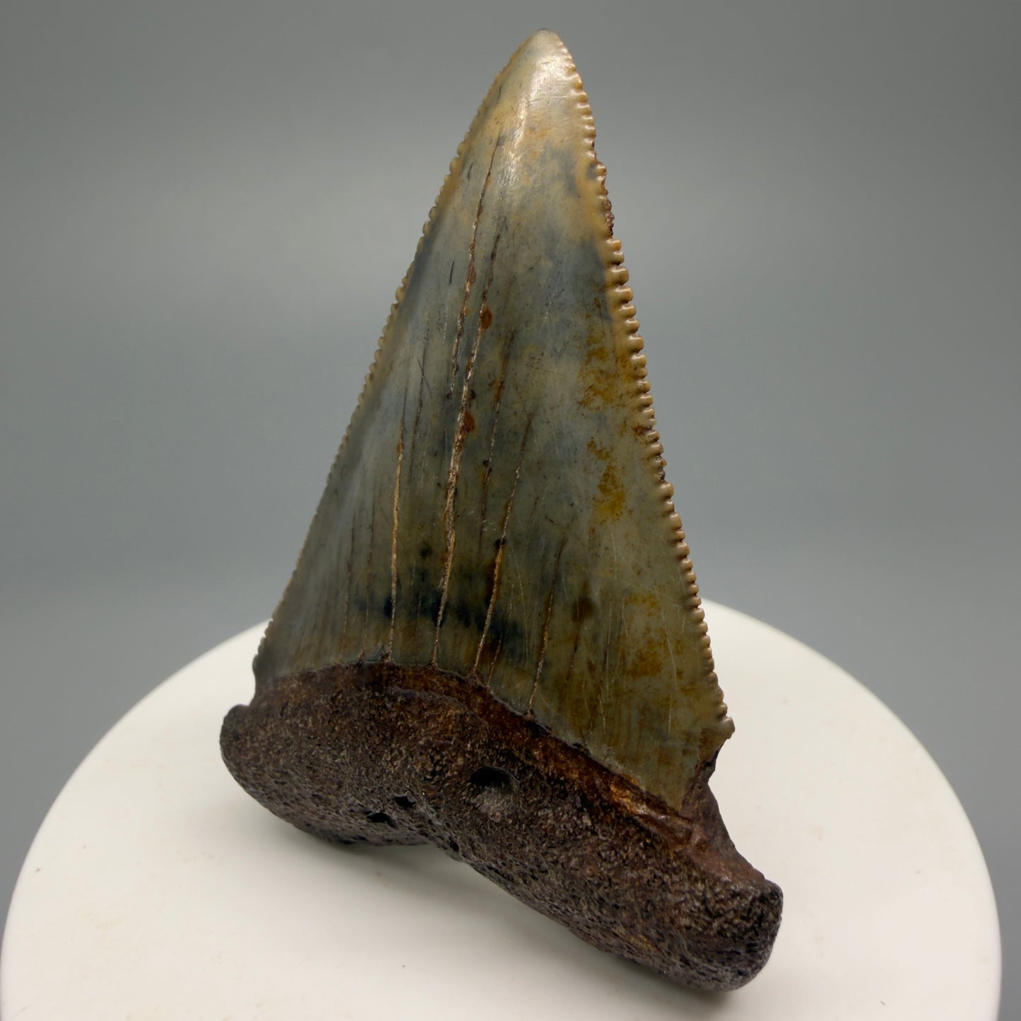 Colorful, sharply serrated 2.37" Fossil Great White Shark Tooth - South Carolina GW1231 - Front Right