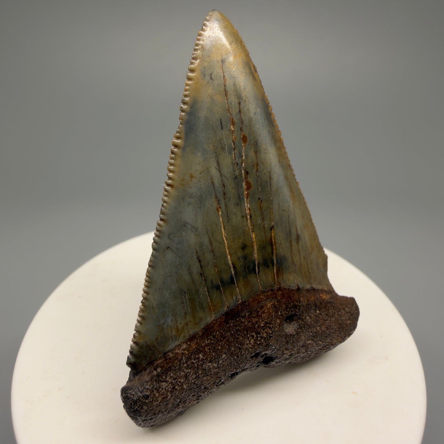 Colorful, sharply serrated 2.37" Fossil Great White Shark Tooth - South Carolina GW1231 - Front Left