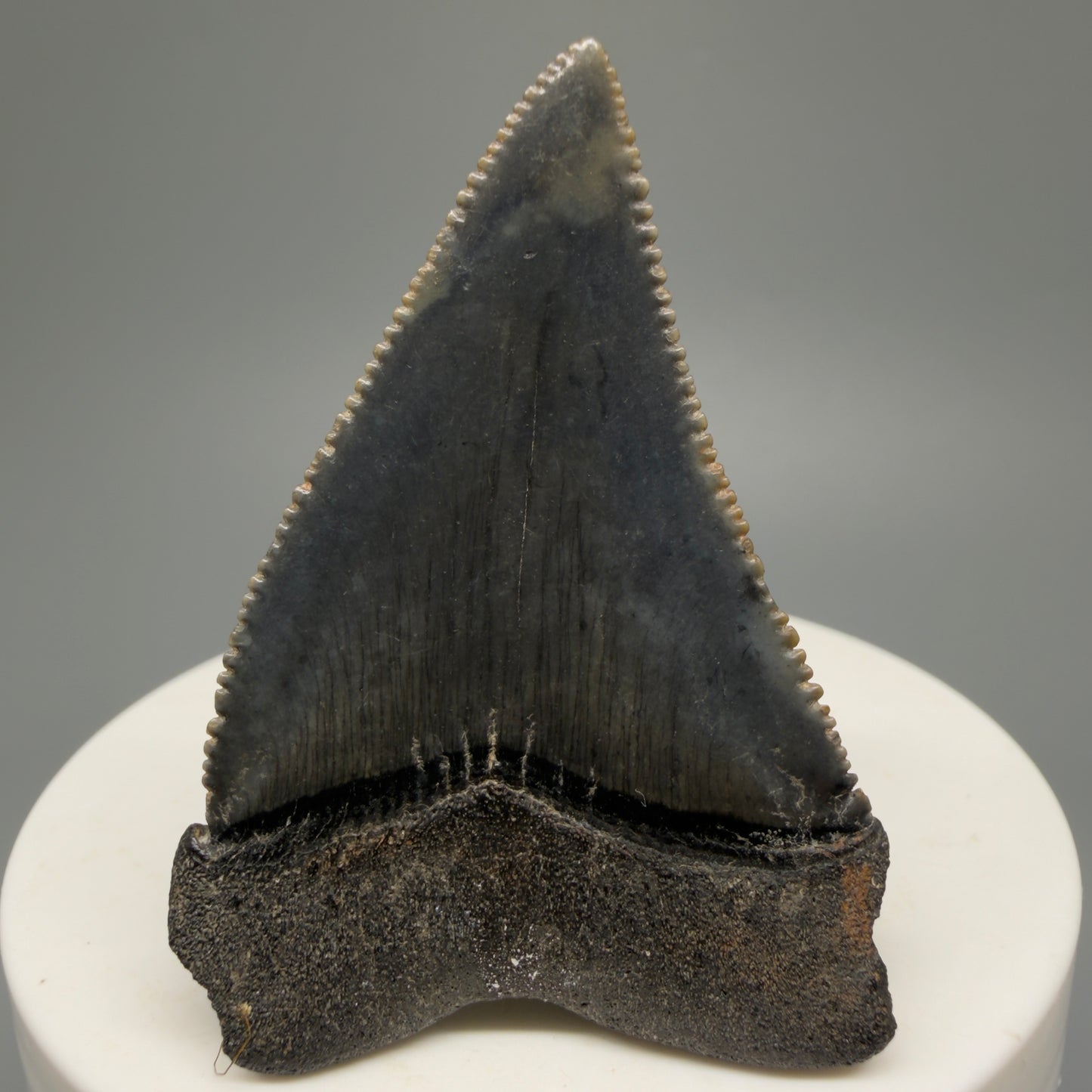 Colorful, sharply serrated 2.04" Fossil Great White Shark Tooth - South Carolina GW1230 - Back