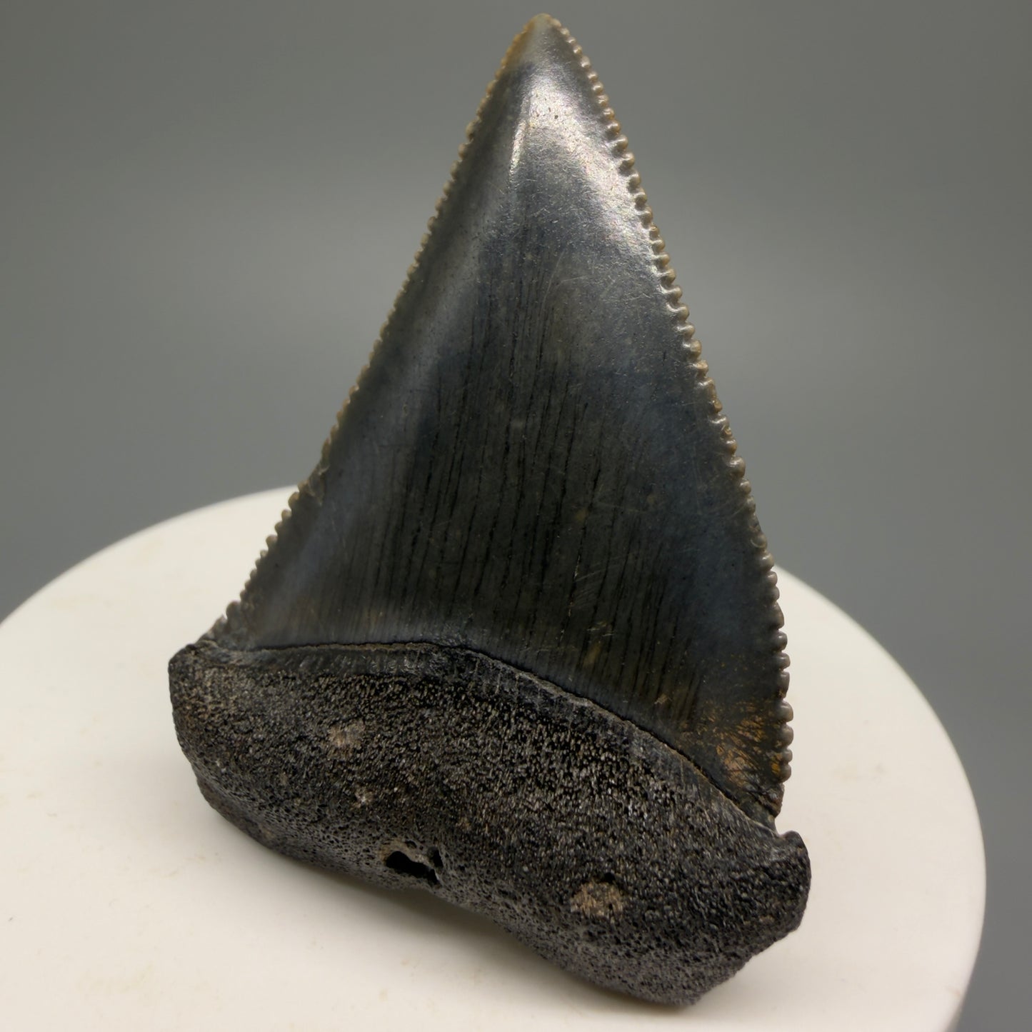 Colorful, sharply serrated 2.04" Fossil Great White Shark Tooth - South Carolina GW1230 - Front Right