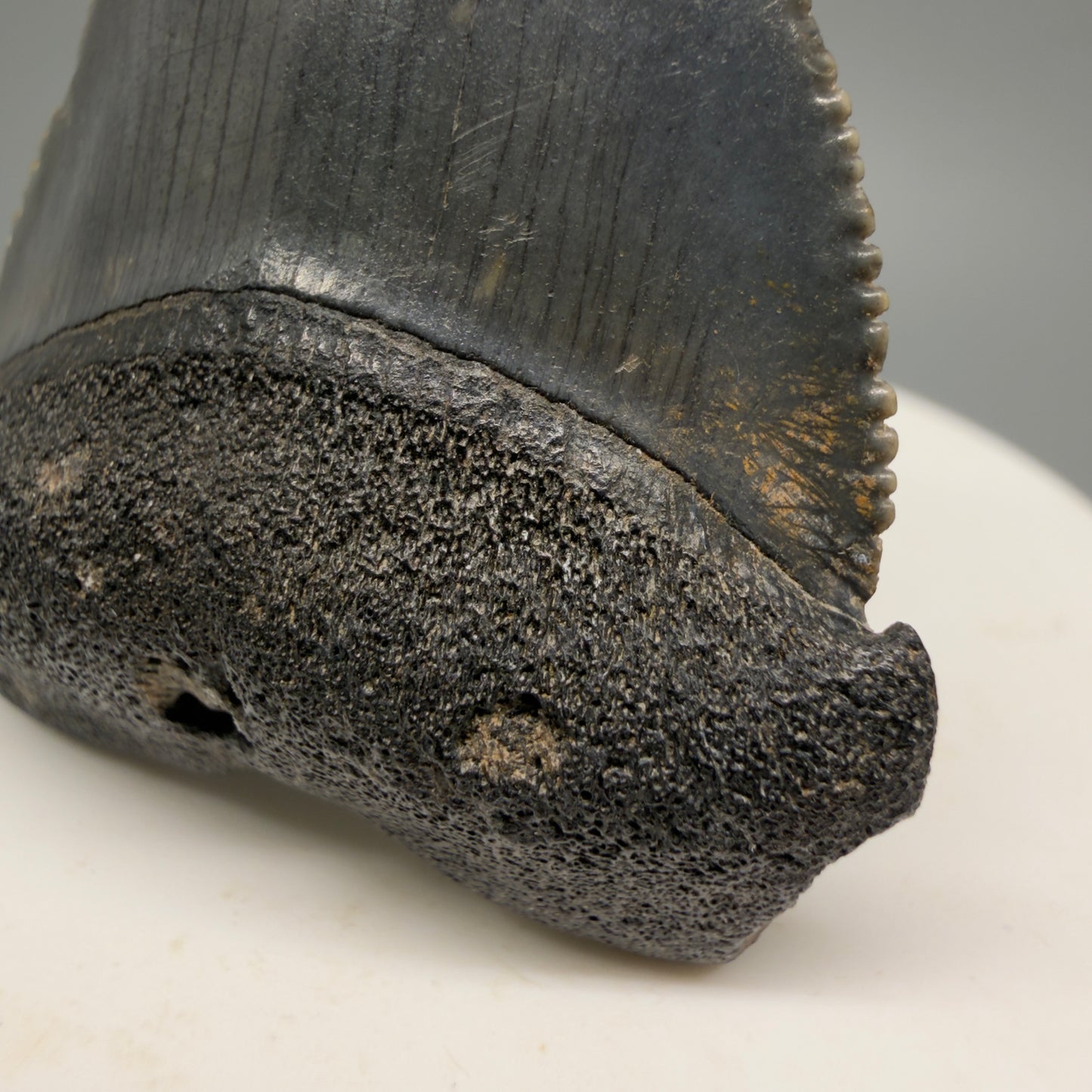 Colorful, sharply serrated 2.04" Fossil Great White Shark Tooth - South Carolina GW1230 - Front cusp detail
