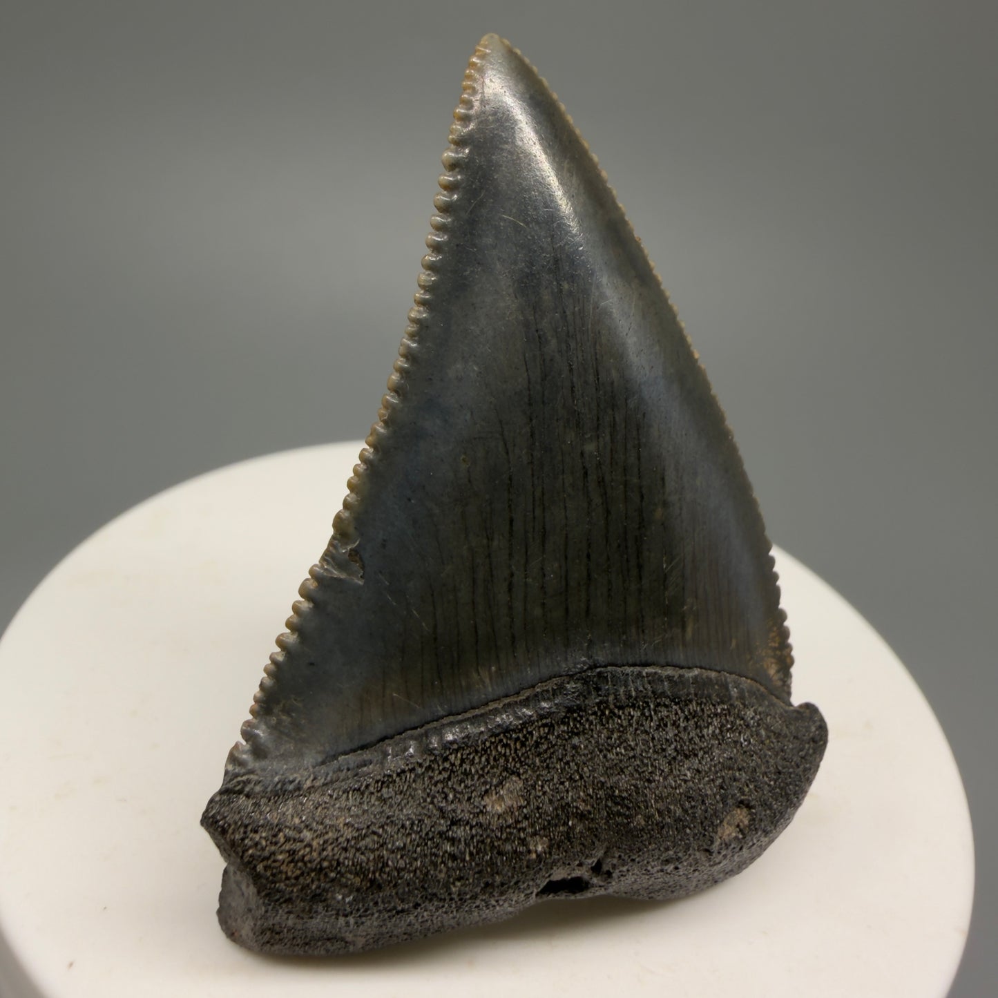 Colorful, sharply serrated 2.04" Fossil Great White Shark Tooth - South Carolina GW1230 - Front Left