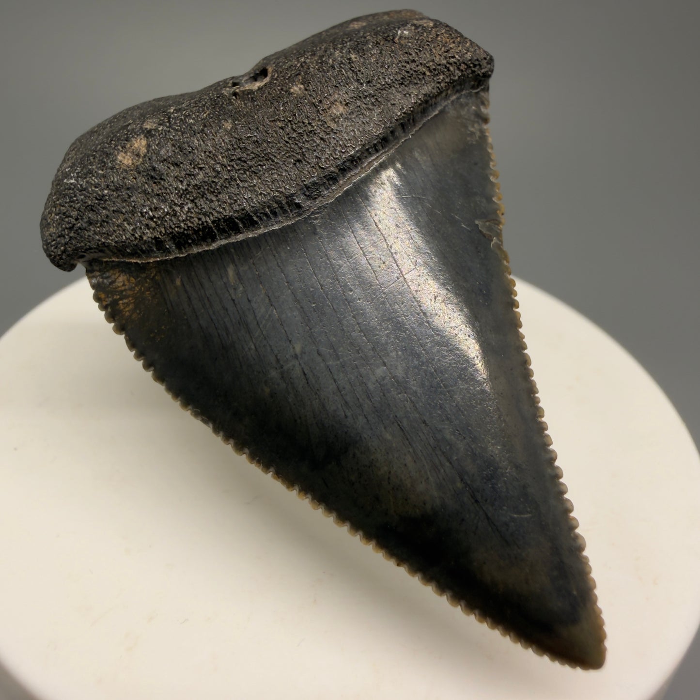 Colorful, sharply serrated 2.04" Fossil Great White Shark Tooth - South Carolina GW1230 - Front Left 1