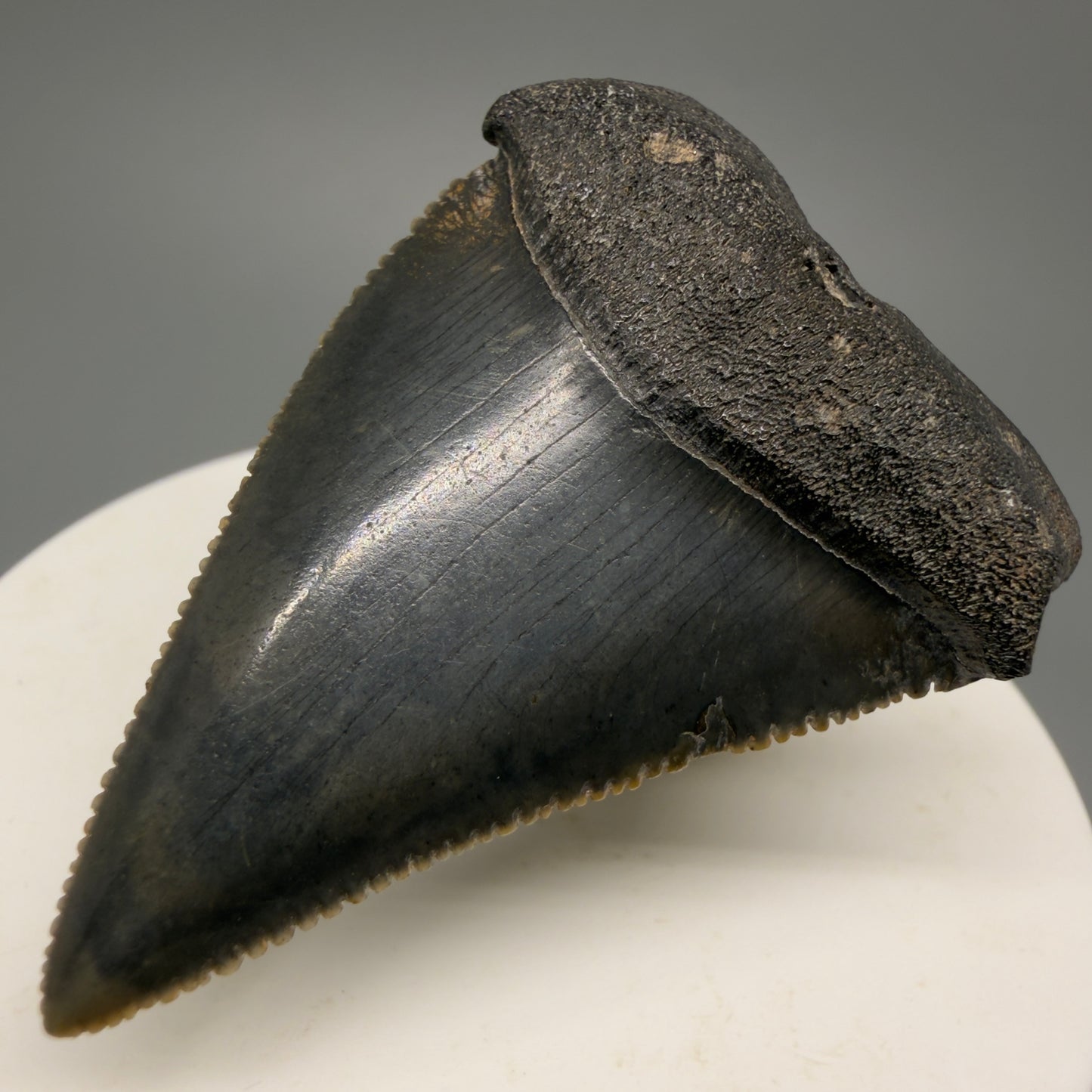 Colorful, sharply serrated 2.04" Fossil Great White Shark Tooth - South Carolina GW1230 - Front Right 1