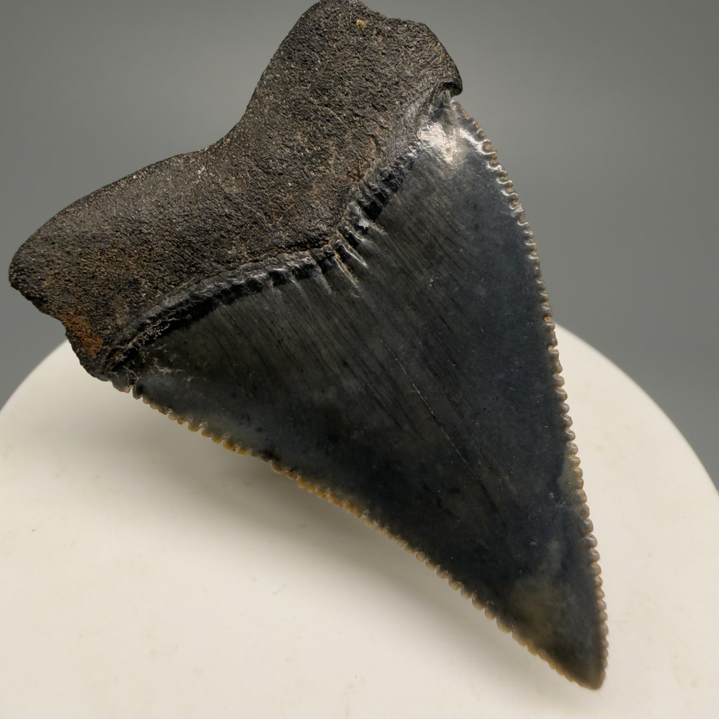Colorful, sharply serrated 2.04" Fossil Great White Shark Tooth - South Carolina GW1230 - Back Left