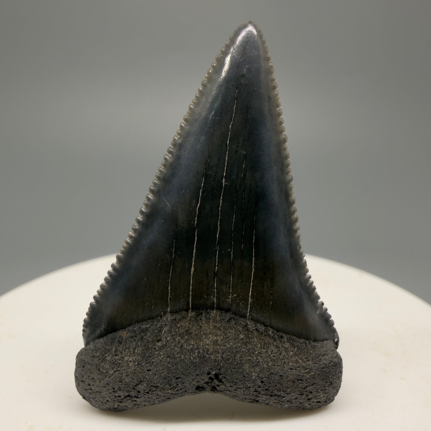 Colorful, sharply serrated 1.63" Fossil Great White Shark Tooth - South Carolina GW1228 - Front 1