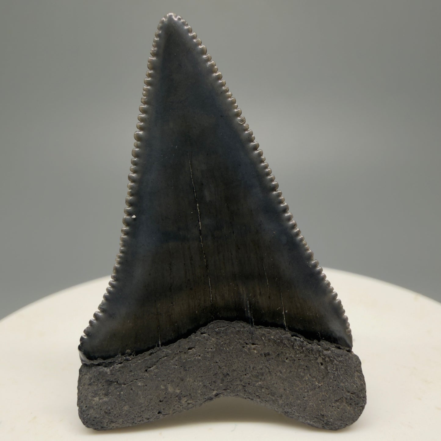 Colorful, sharply serrated 1.63" Fossil Great White Shark Tooth - South Carolina GW1228 - Back