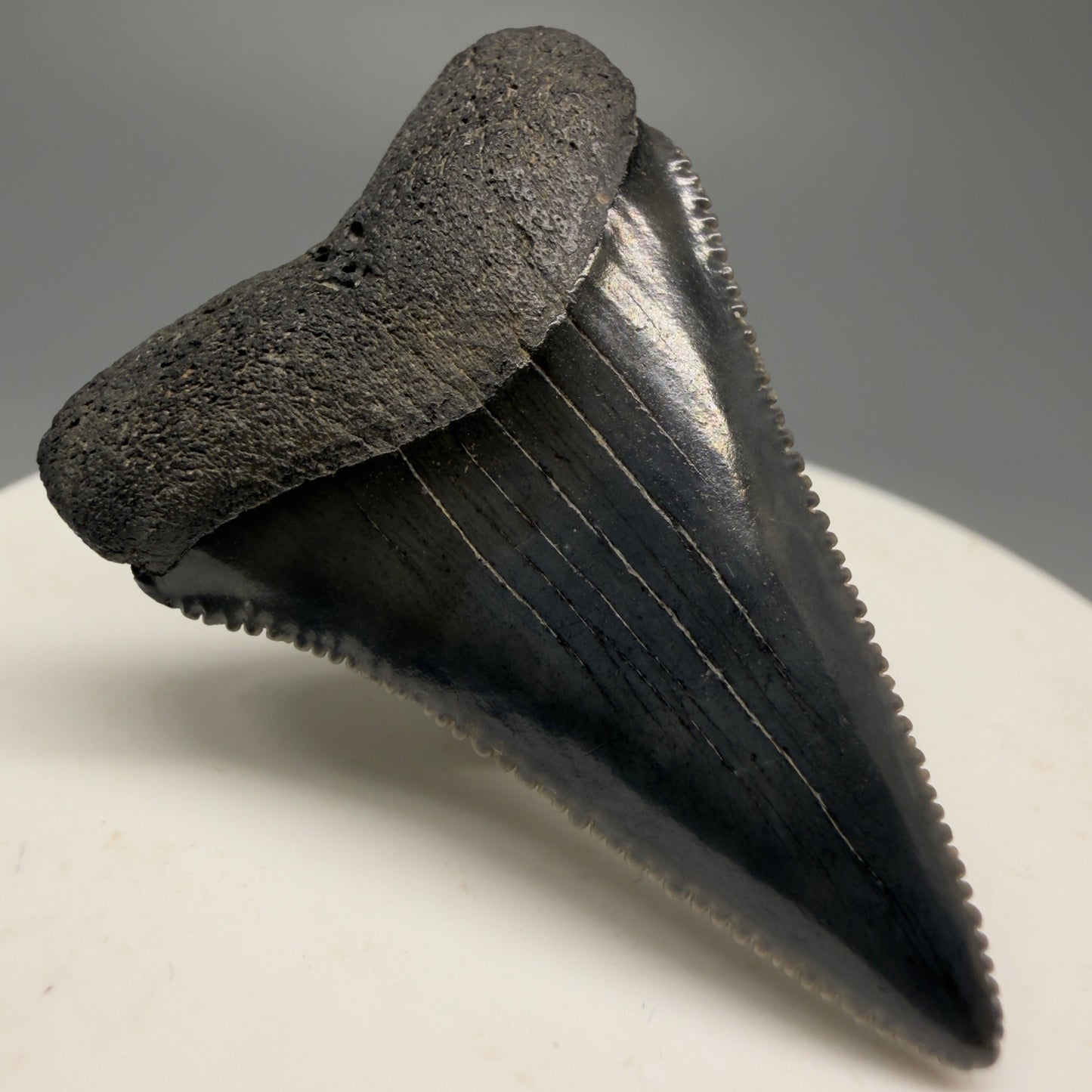 Colorful, sharply serrated 1.63" Fossil Great White Shark Tooth - South Carolina GW1228 - Front Left