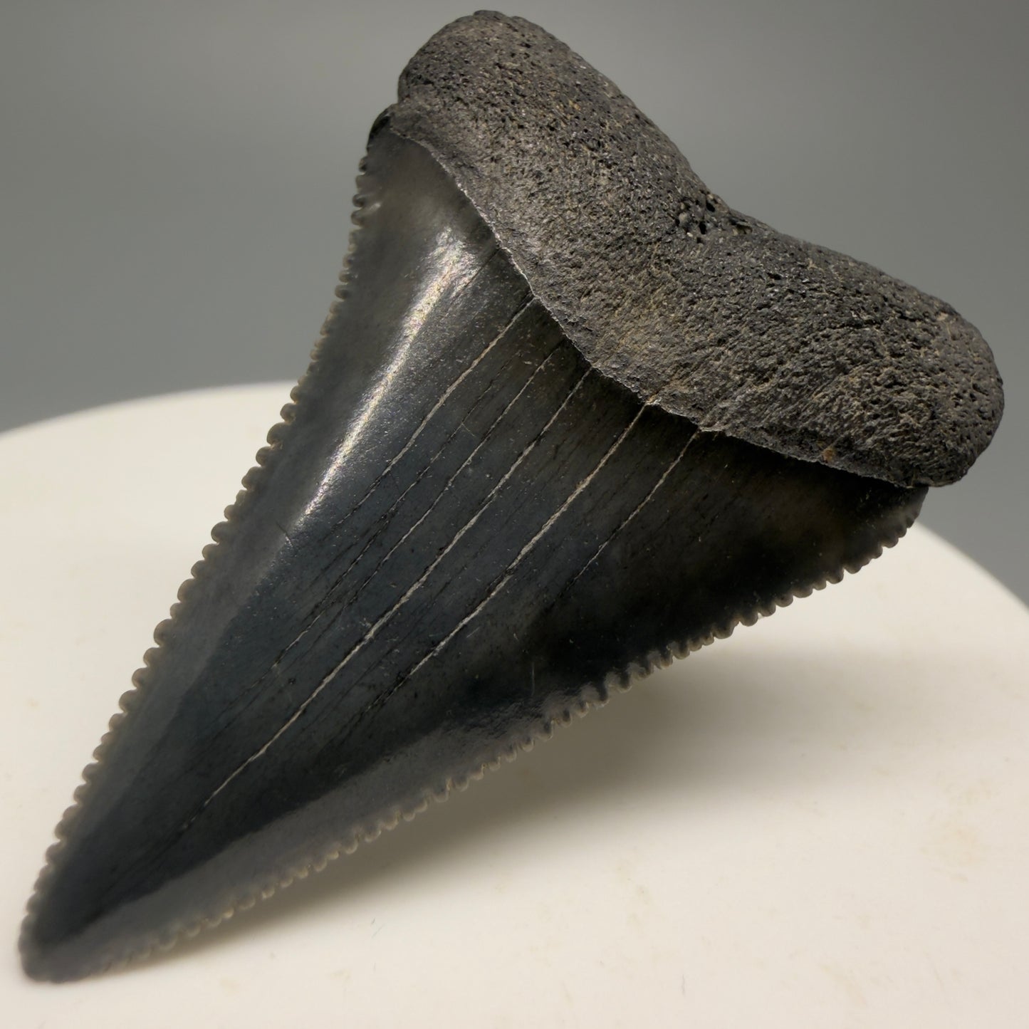 Colorful, sharply serrated 1.63" Fossil Great White Shark Tooth - South Carolina GW1228 - Front Right